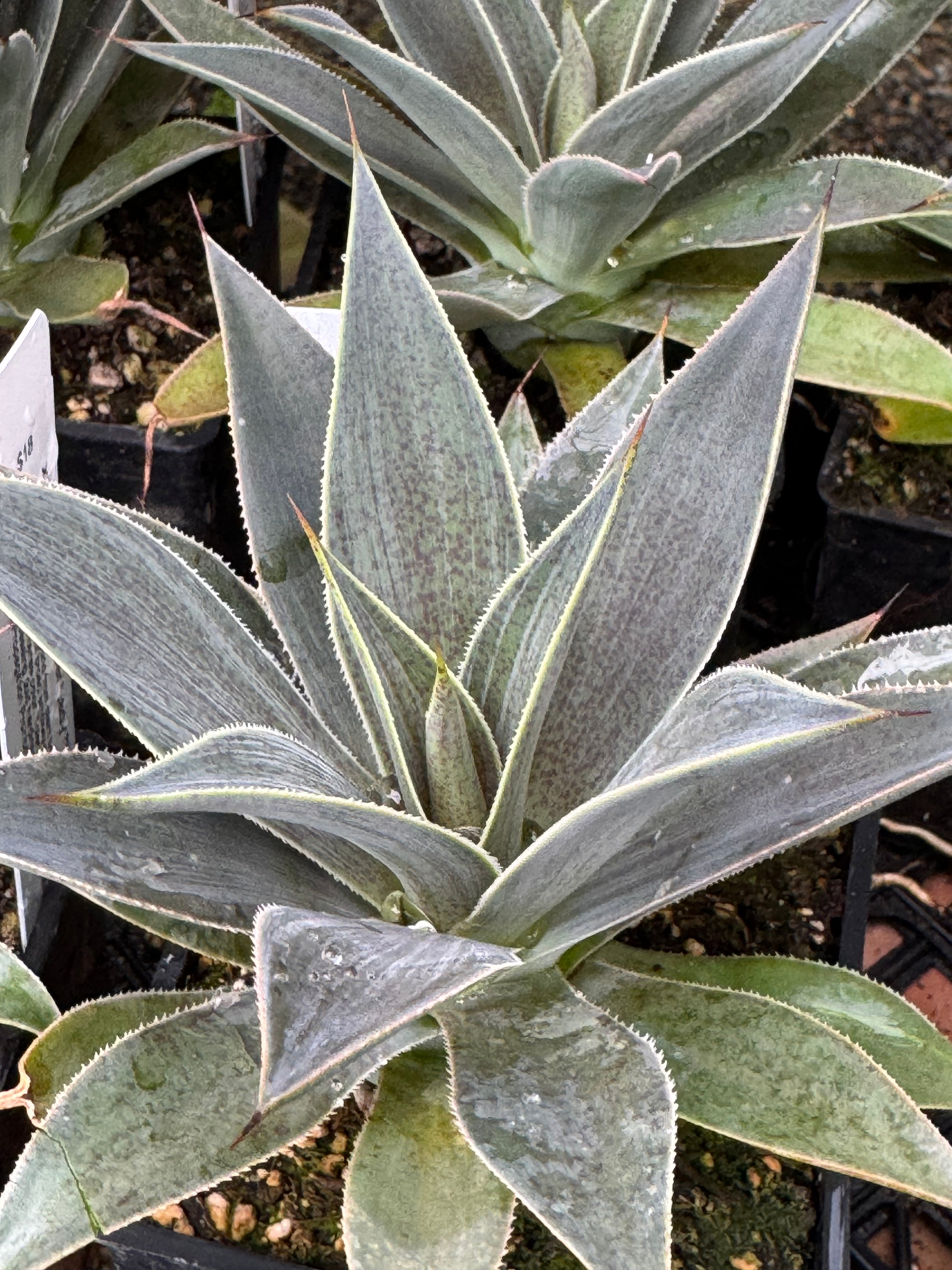 lavender lady succulent *RETAIL