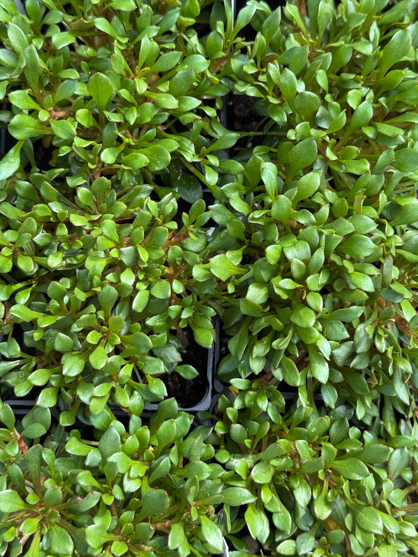 *RETAIL - Montia 'Vulcan'