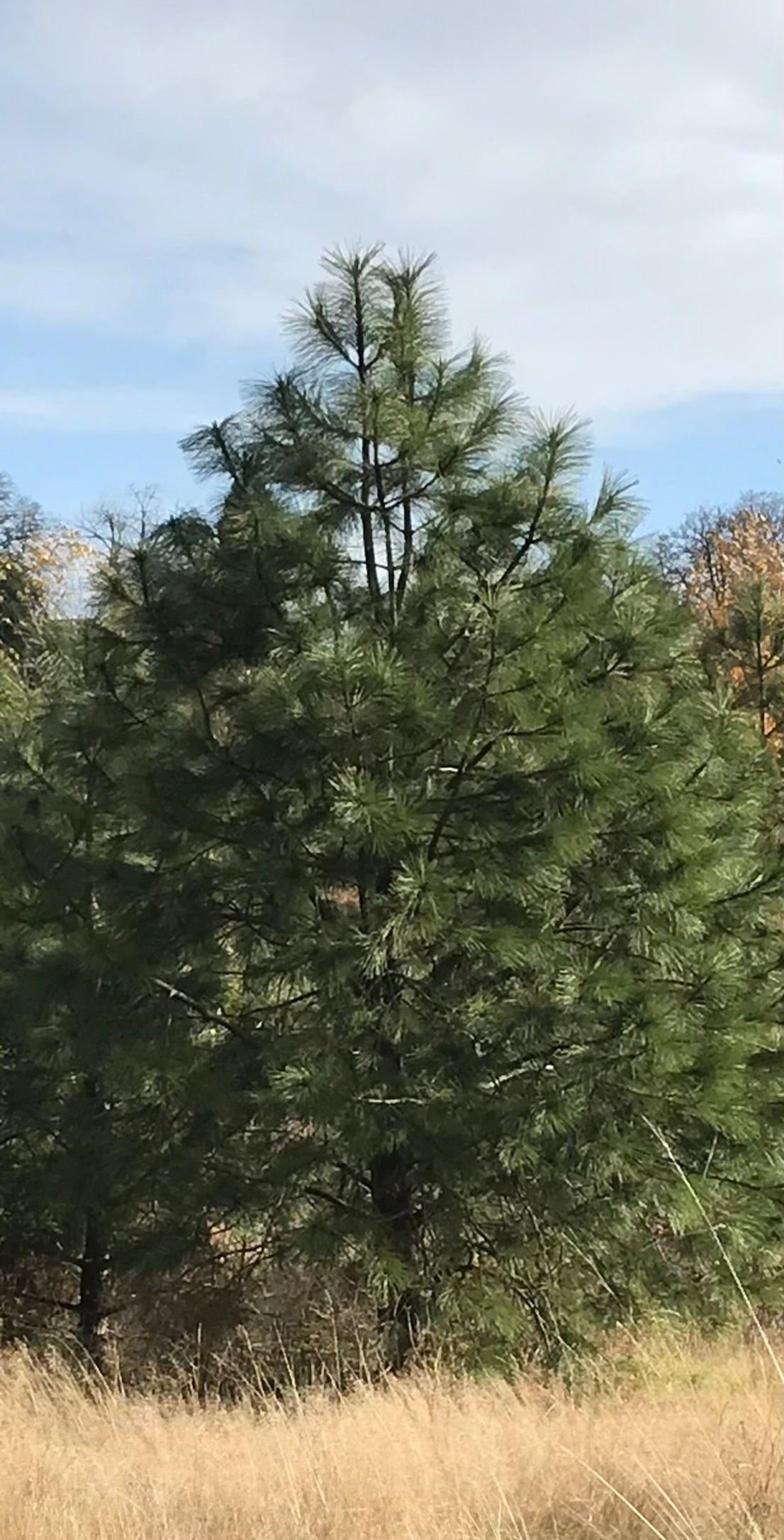 *RETAIL - Pinus ponderosa var. benthamiana