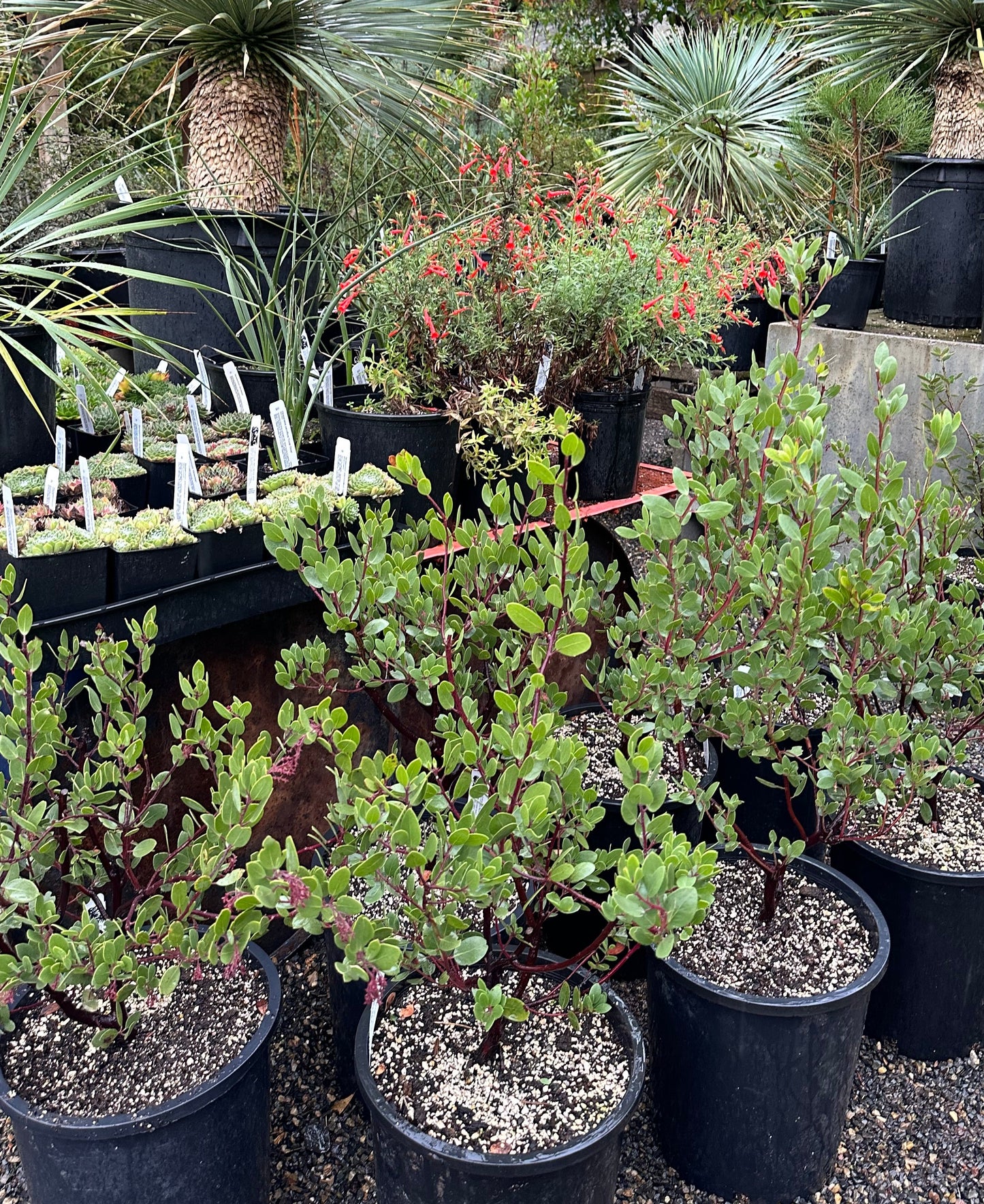 *RETAIL - Arctostaphylos bakeri 'Louis Edmunds'