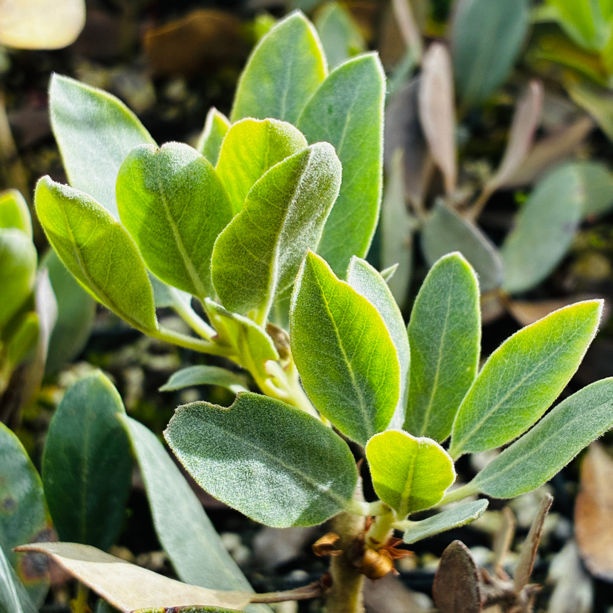 Arctostaphylos canescens x viscida 25.0104