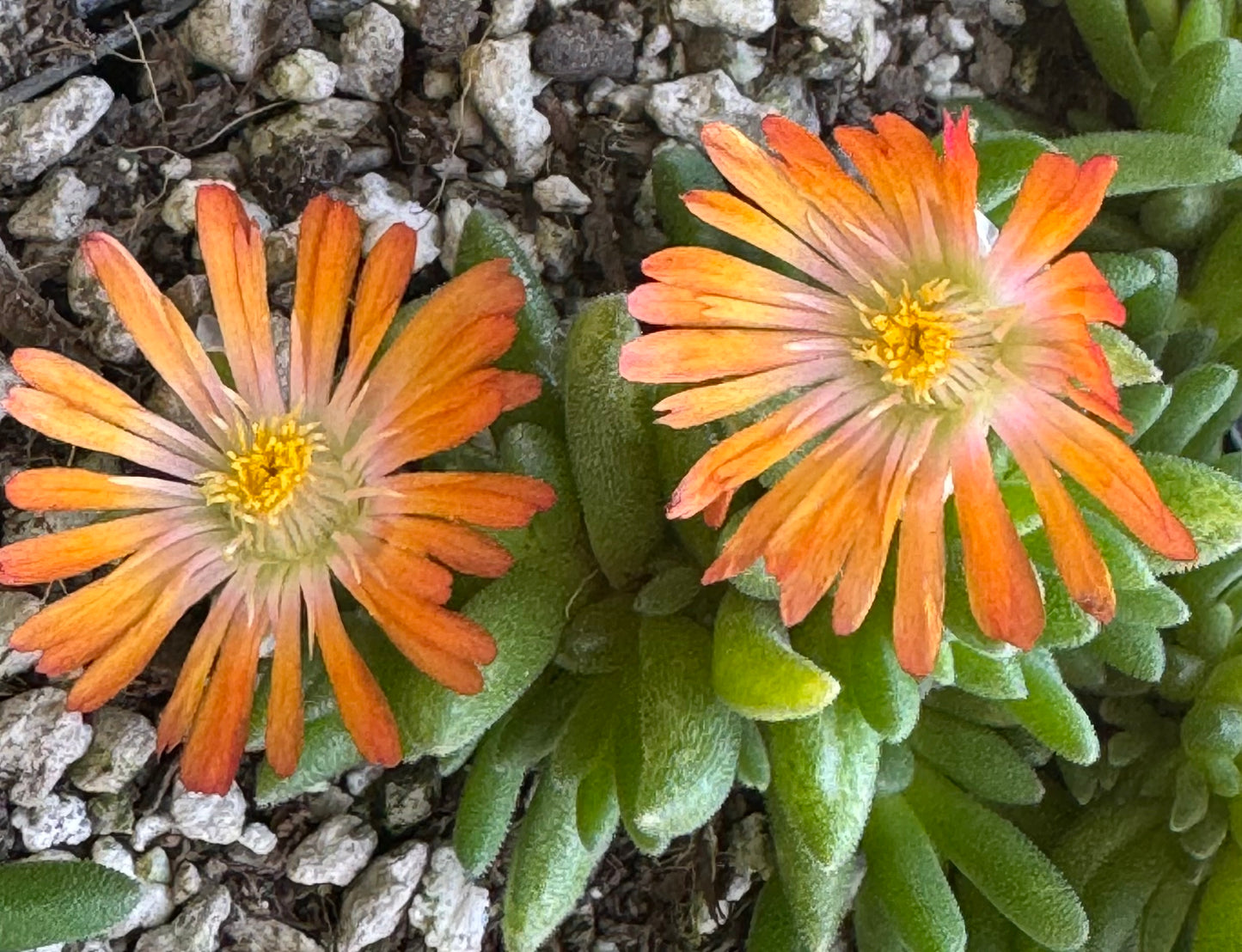 *RETAIL - Delosperma x 'Jewel of the Desert Topaz'