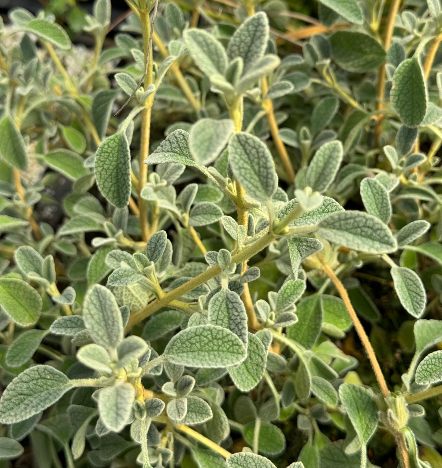 Phlomis lanata 'Pygmy'