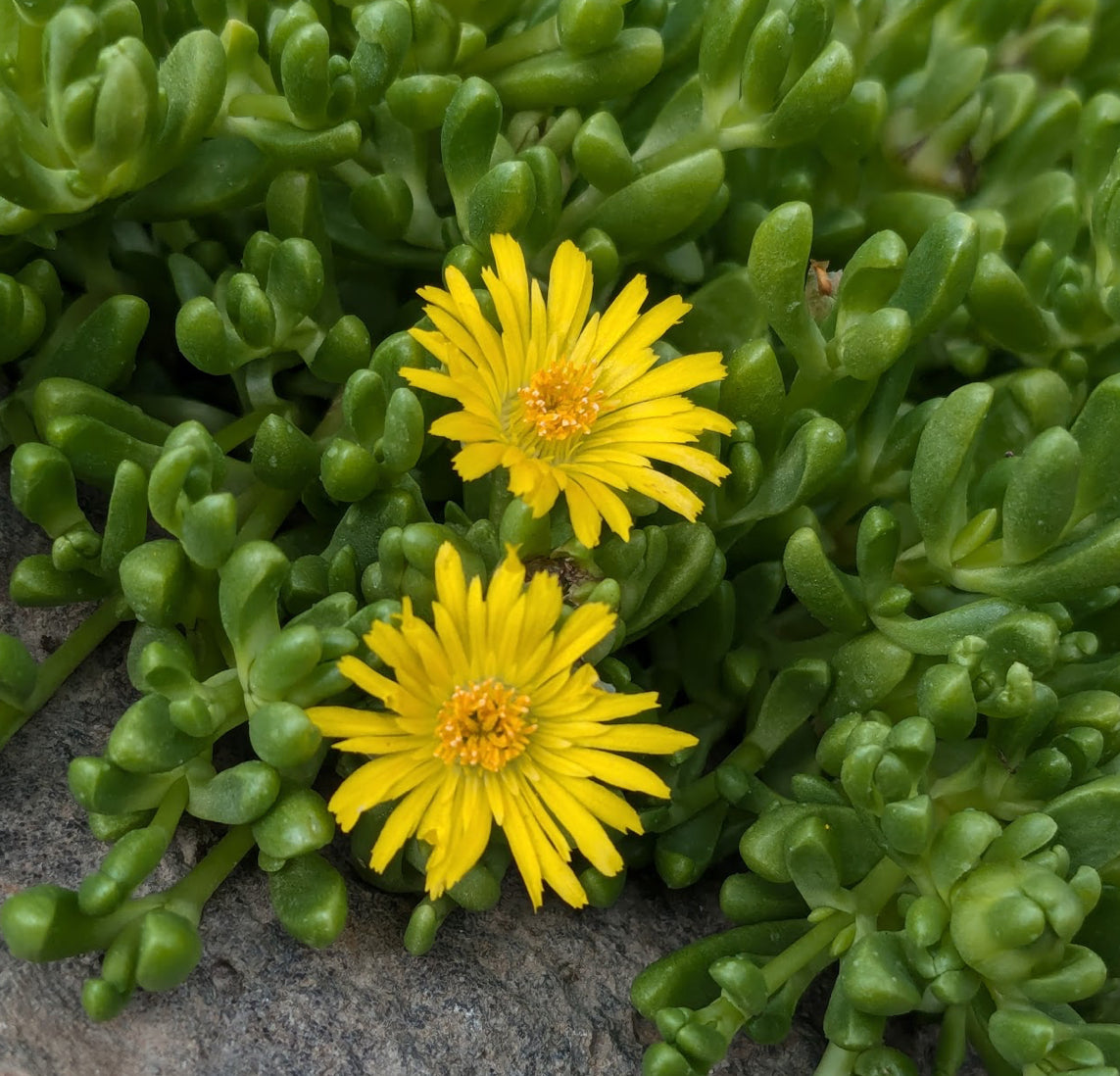 yellow succulent ground cover RETAIL
