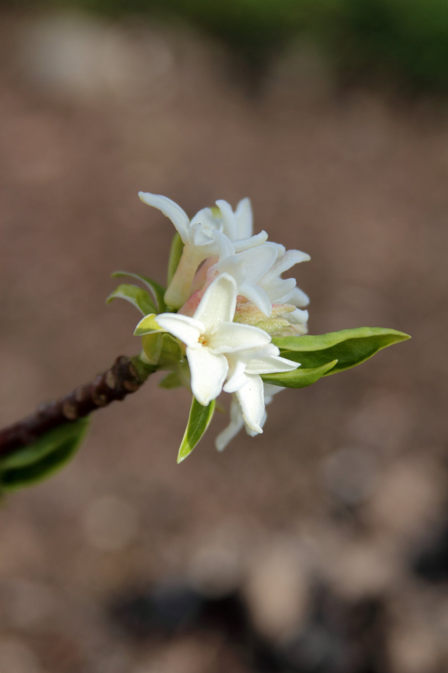 *RETAIL - Daphne odora 'Aureomarginata'