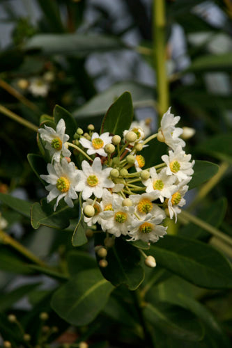 Drimys winteri var. chilensis - silver-leaved clone