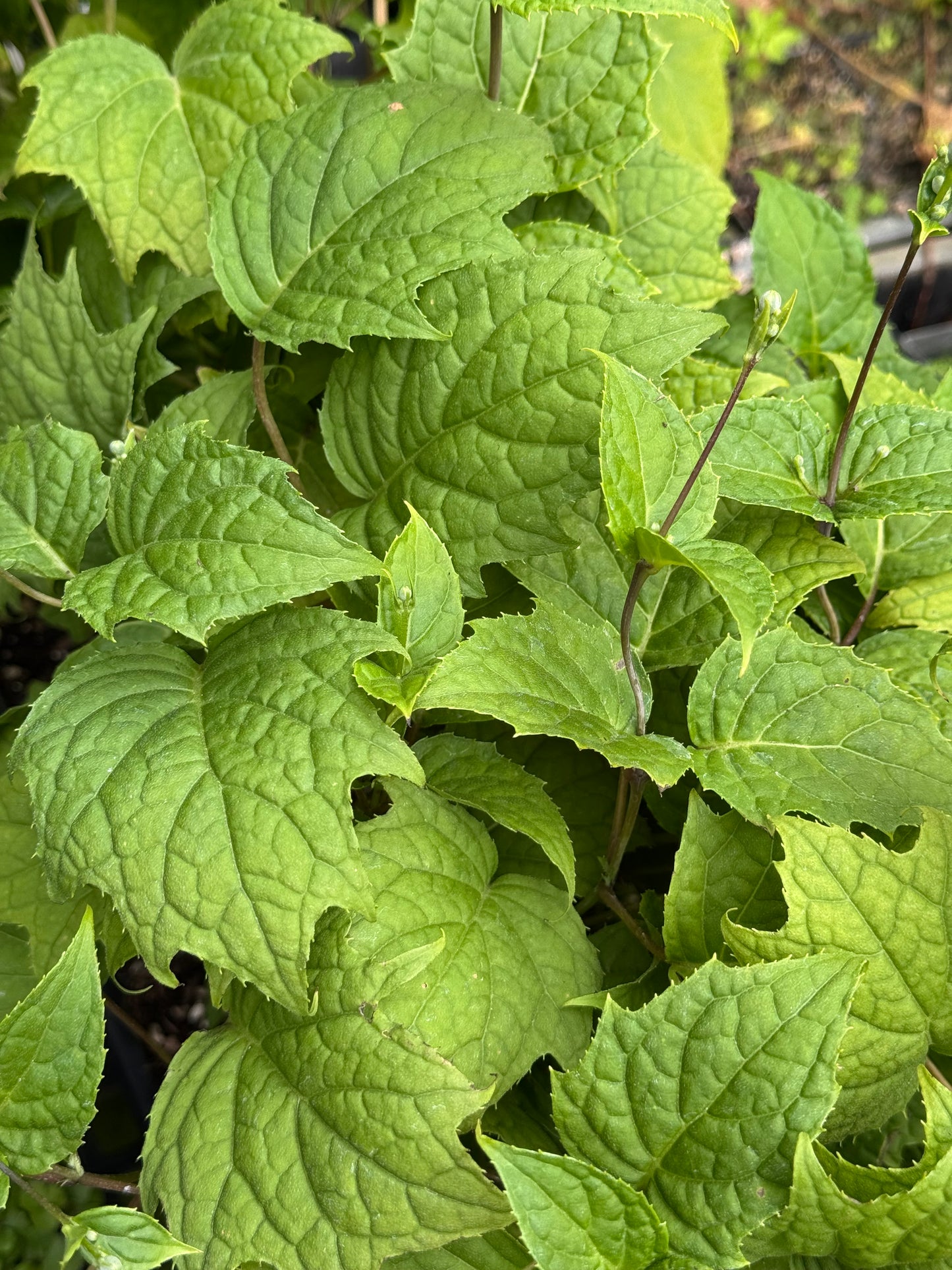 *RETAIL - Kirengeshoma palmata
