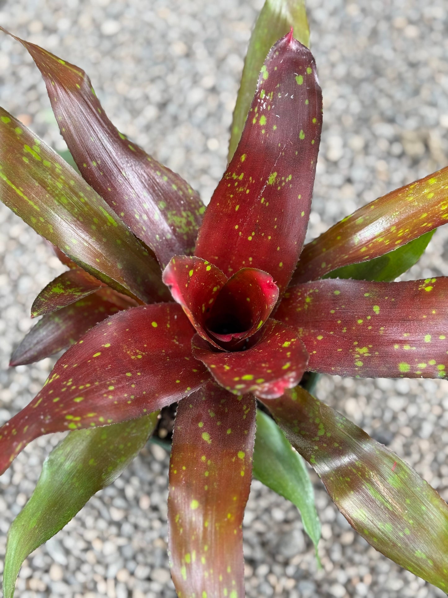 *RETAIL - Neoregelia 'Treasure Royale'