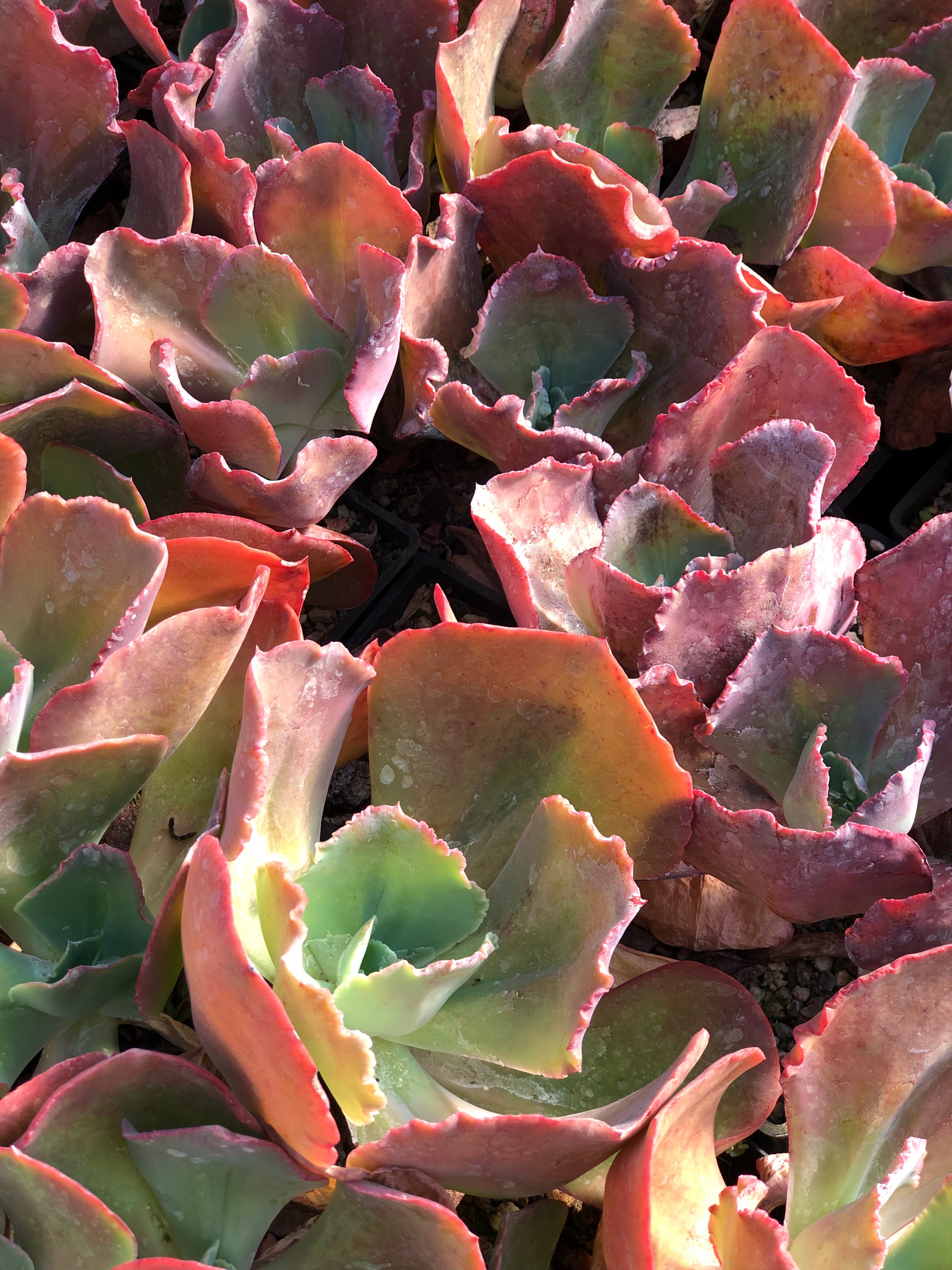 red rosette succulent RETAIL