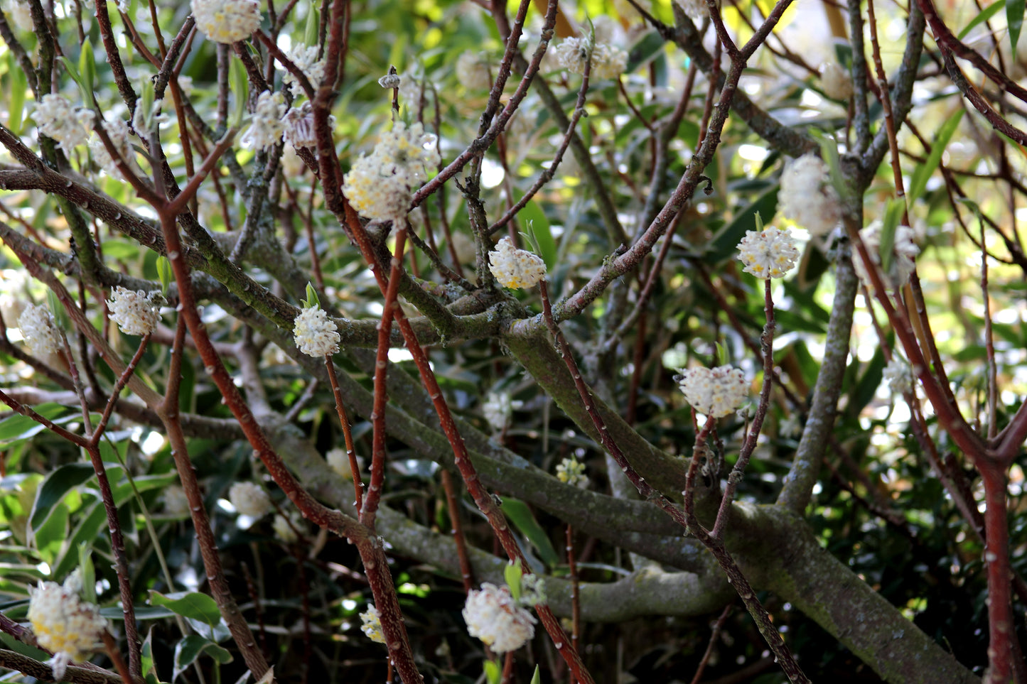 Edgeworthia chrysantha 'Nanjing Gold'