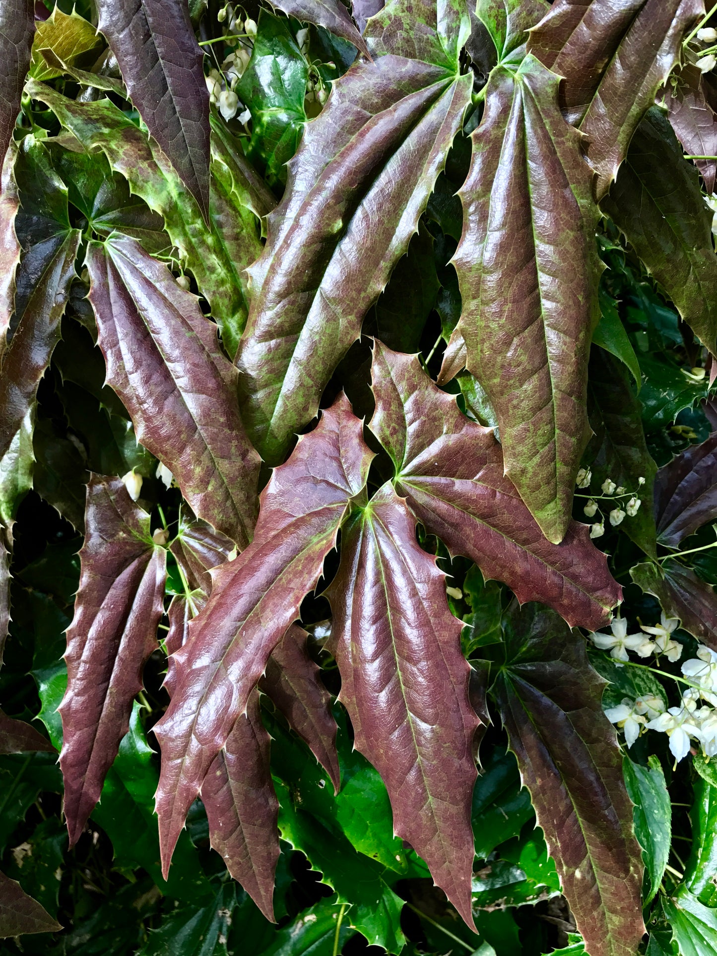 Epimedium wushanense