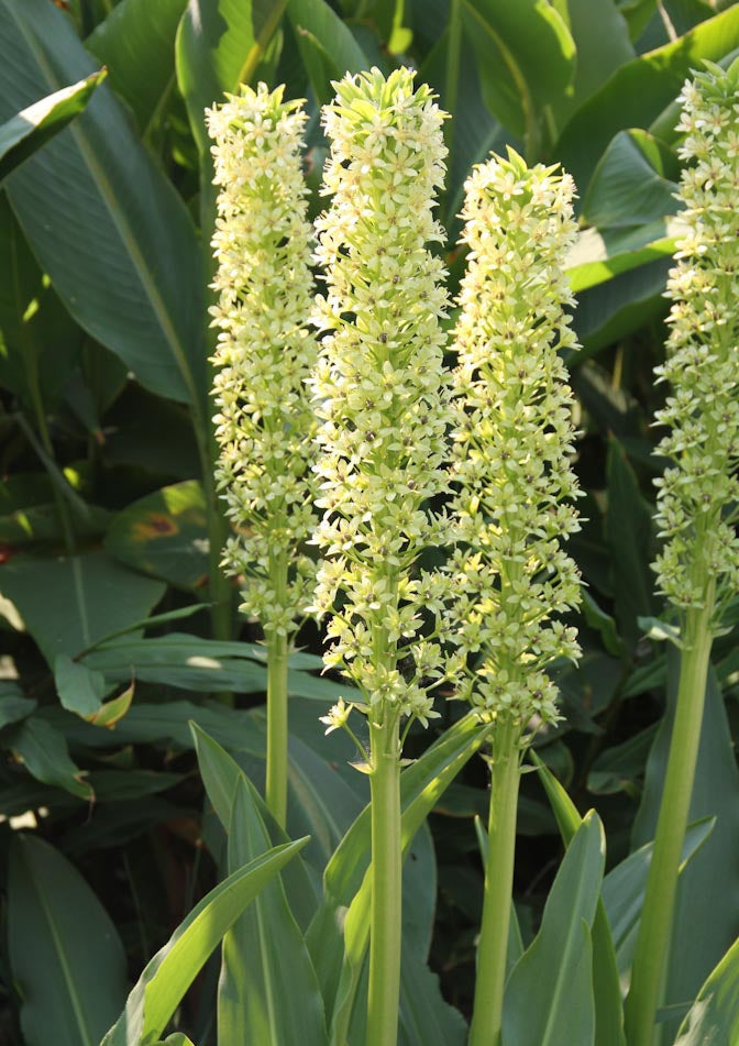 Eucomis pallidiflora ssp. pole-evansii