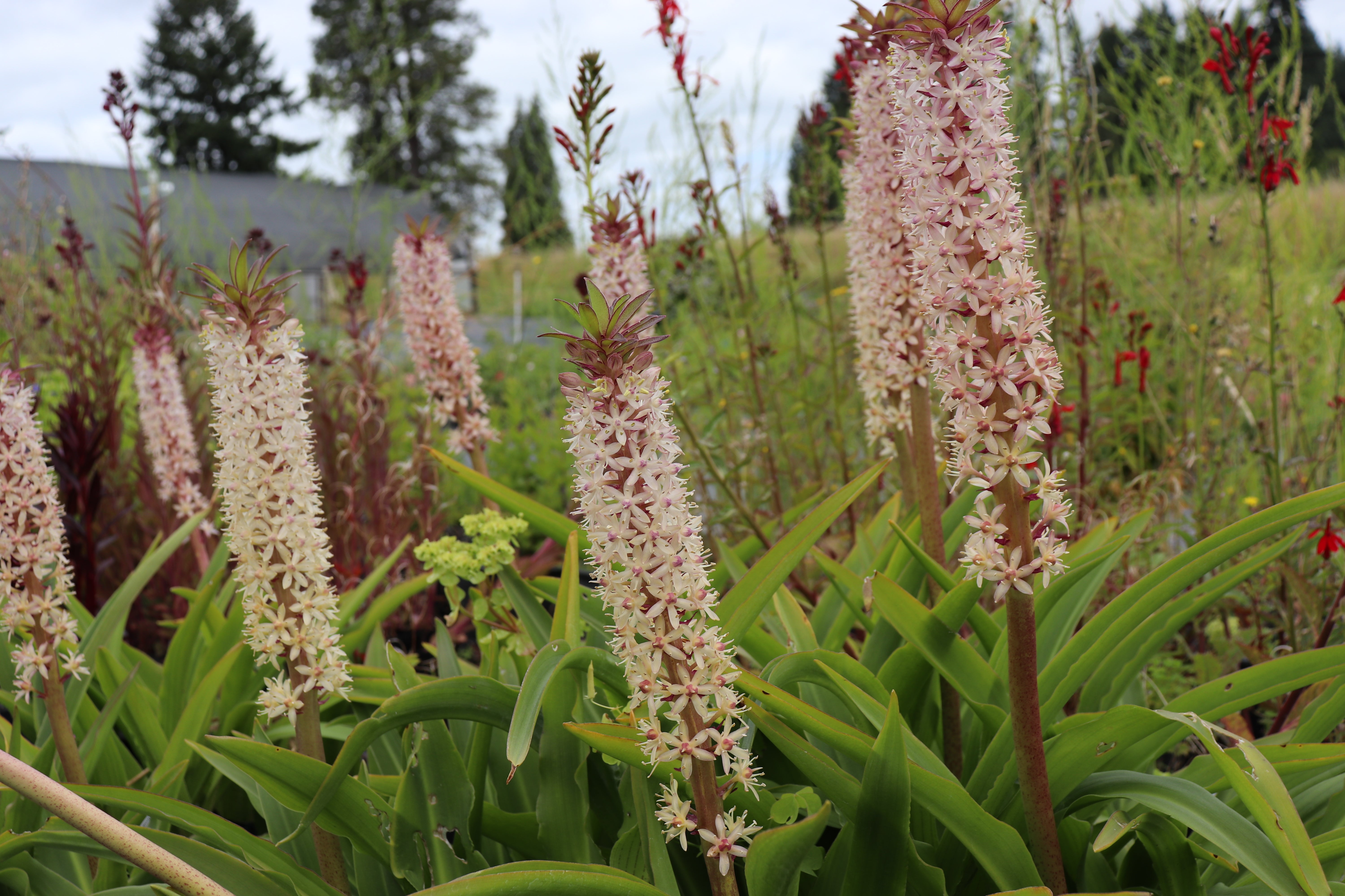 eucomis pineapple lily plant Eucomis 'Innocence' – Cistus Nursery