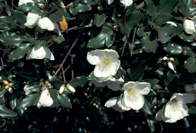 Eucryphia x nymansensis 'Nymansay'