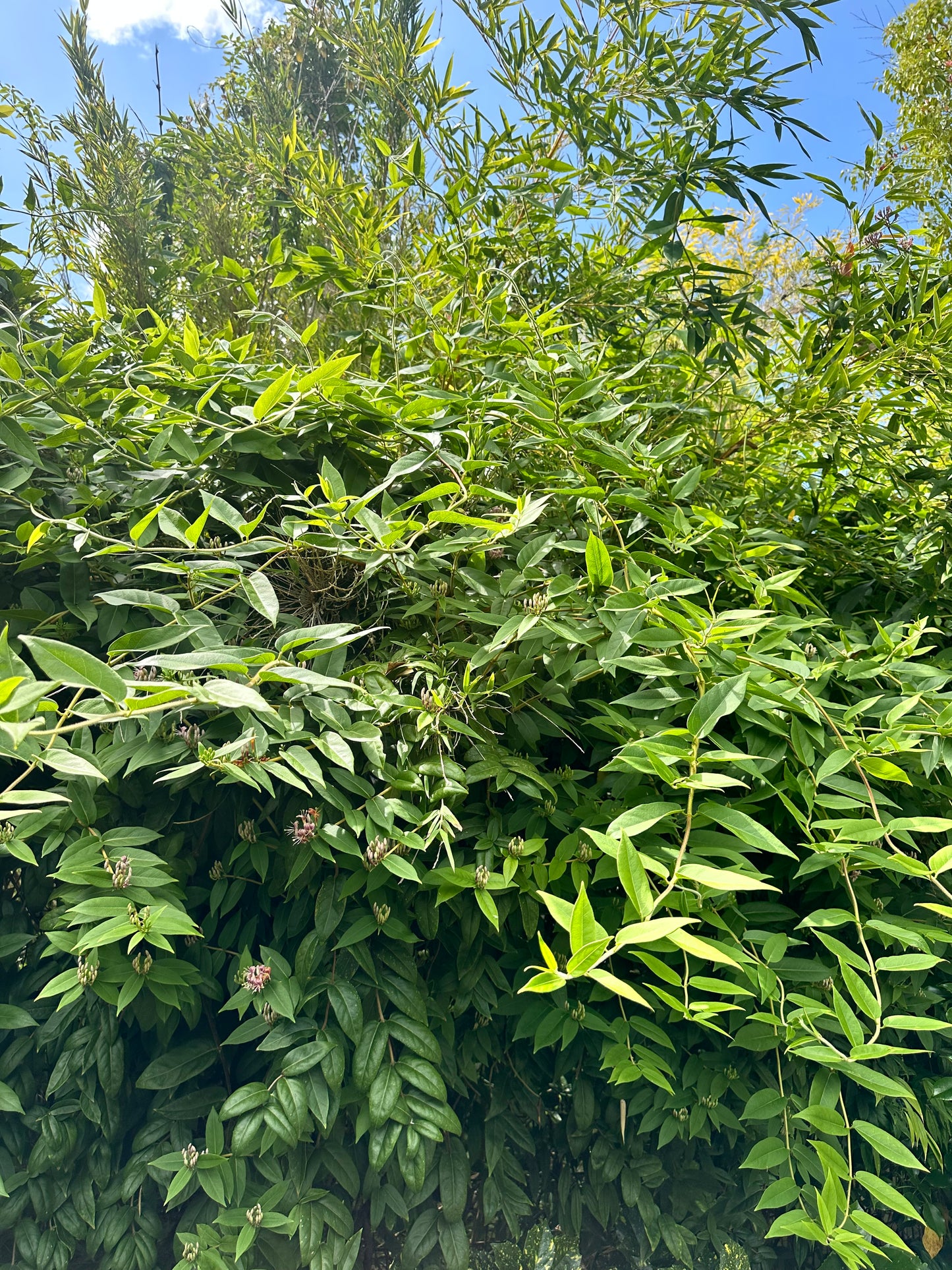 *RETAIL - Lonicera acuminata