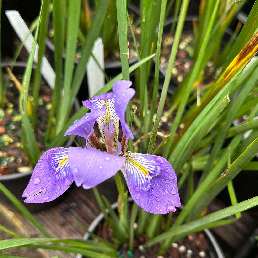 *RETAIL - Iris ungulcularis