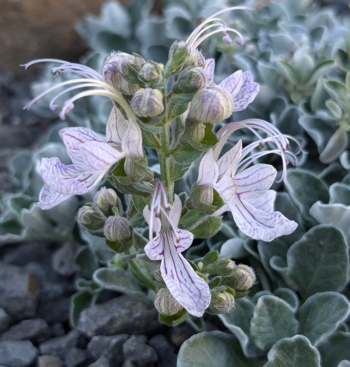 Teucrium aroanium