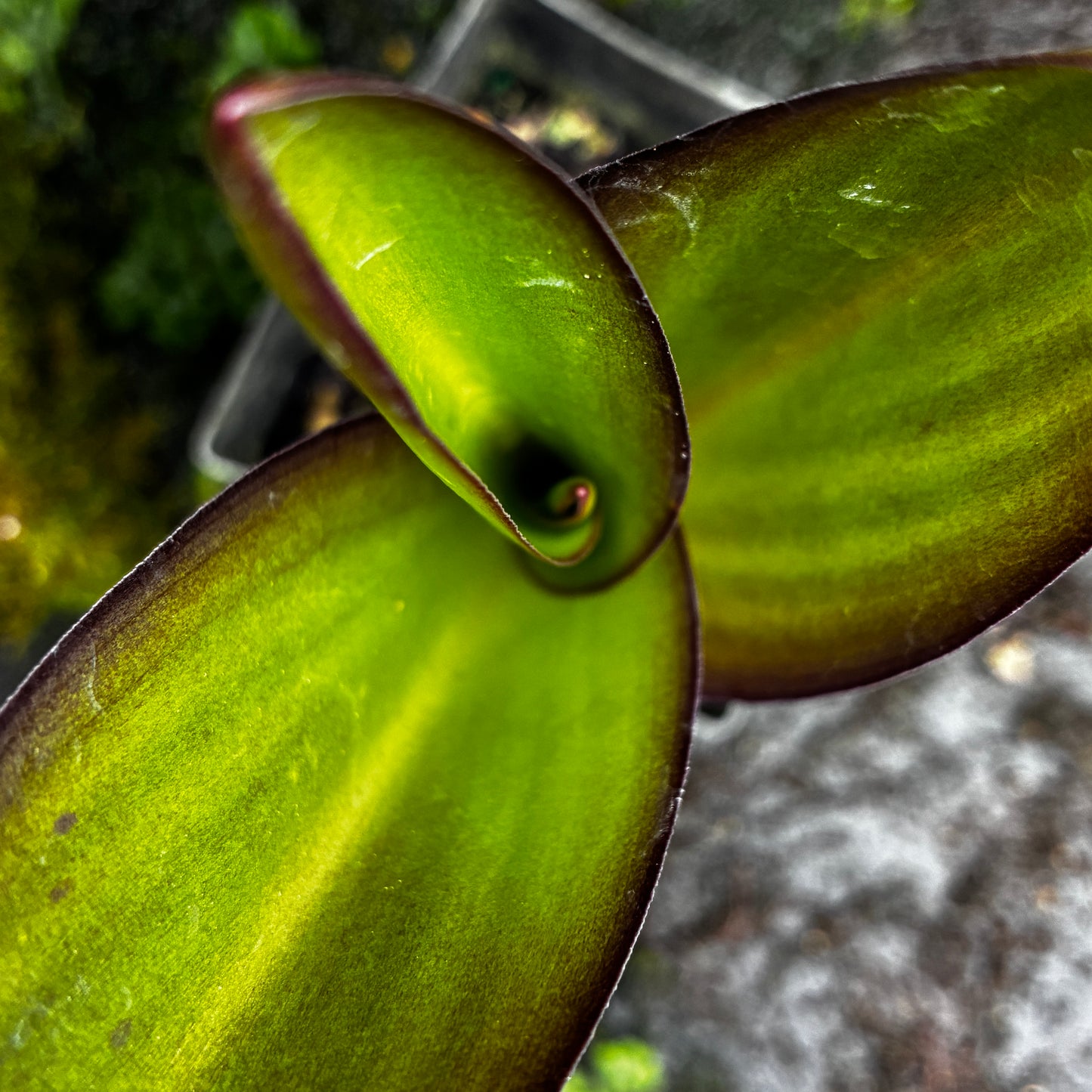 *RETAIL - Eucomis 'Pink Gin'