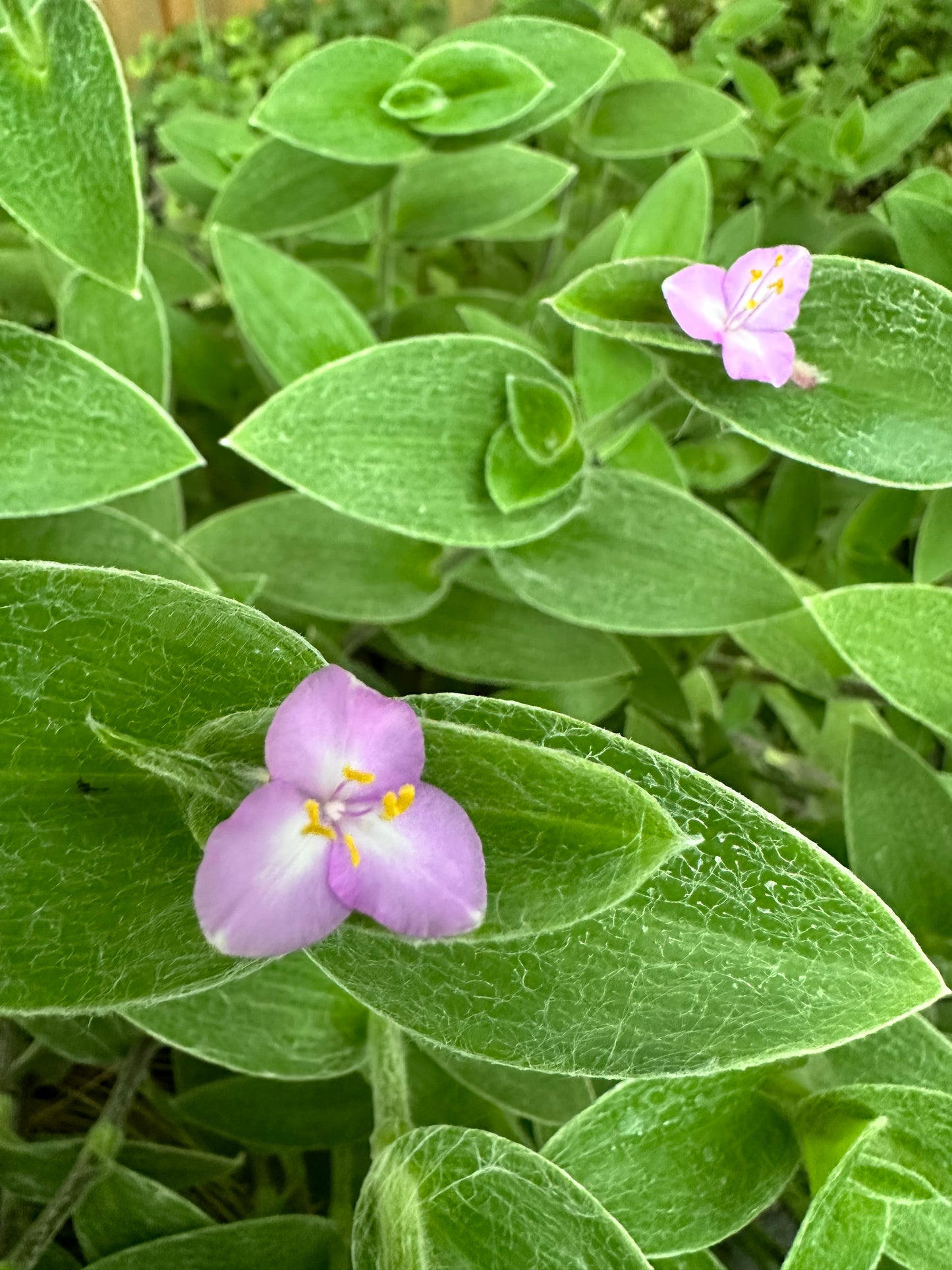 *RETAIL - Tradescantia sillamontana 'Hogan's Hero'