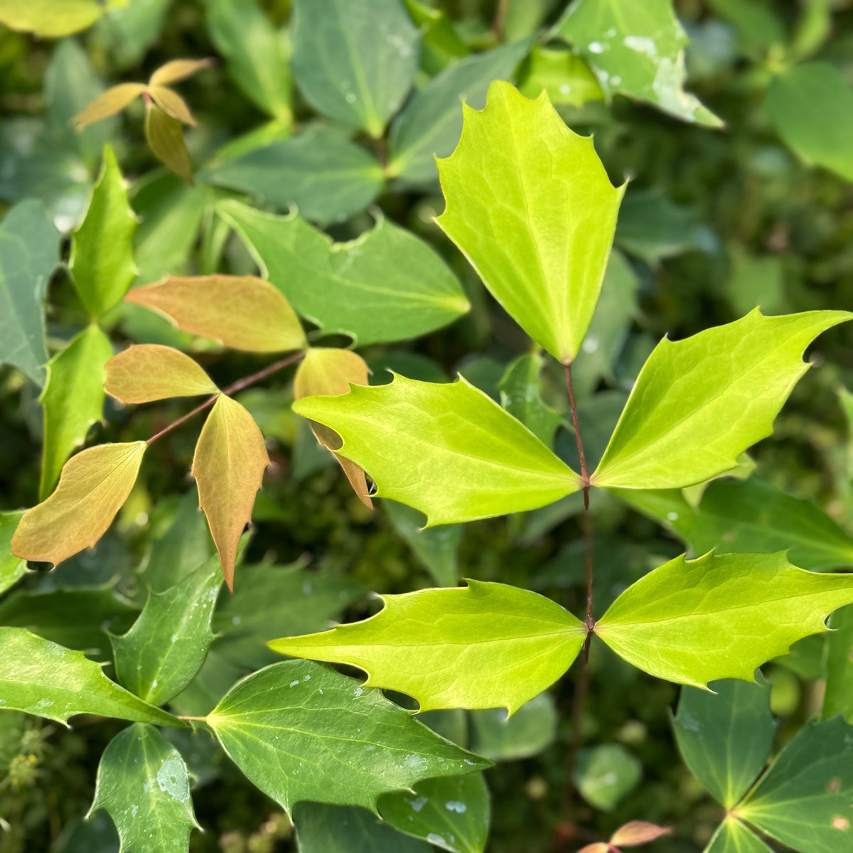 *RETAIL - Mahonia nitens