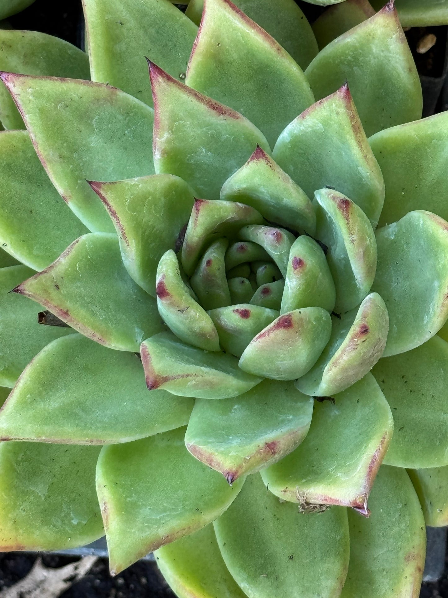 *RETAIL - Echeveria agavoides x