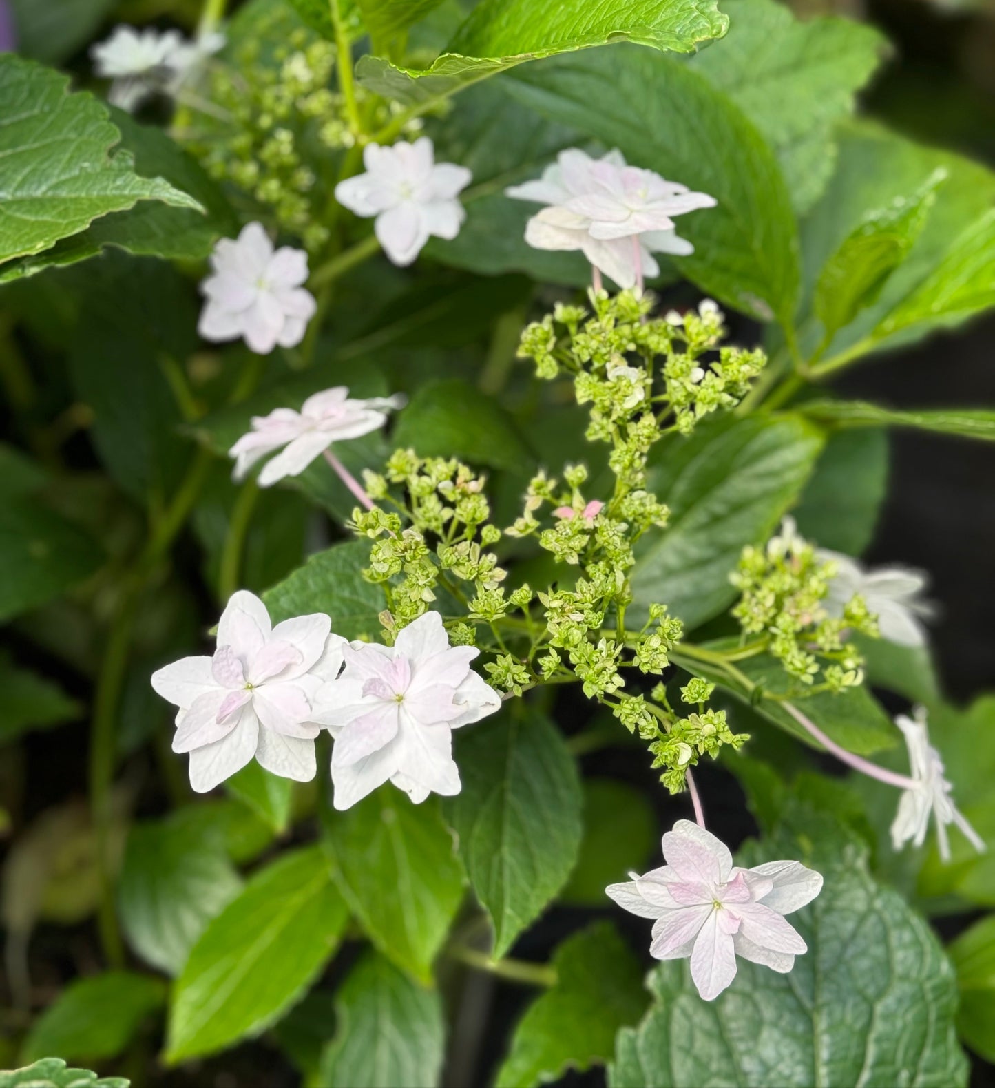 Hydrangea macrophylla 'Shooting Star'