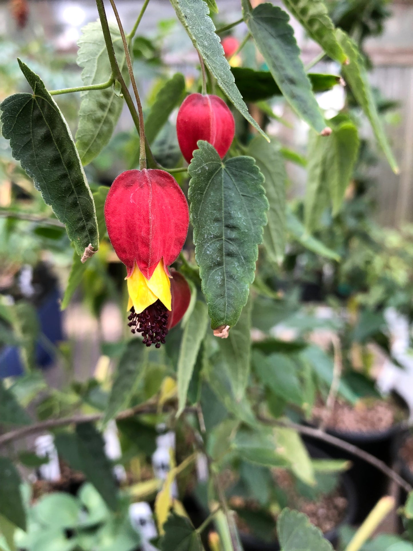 *RETAIL - Abutilon x 'Red Heart'