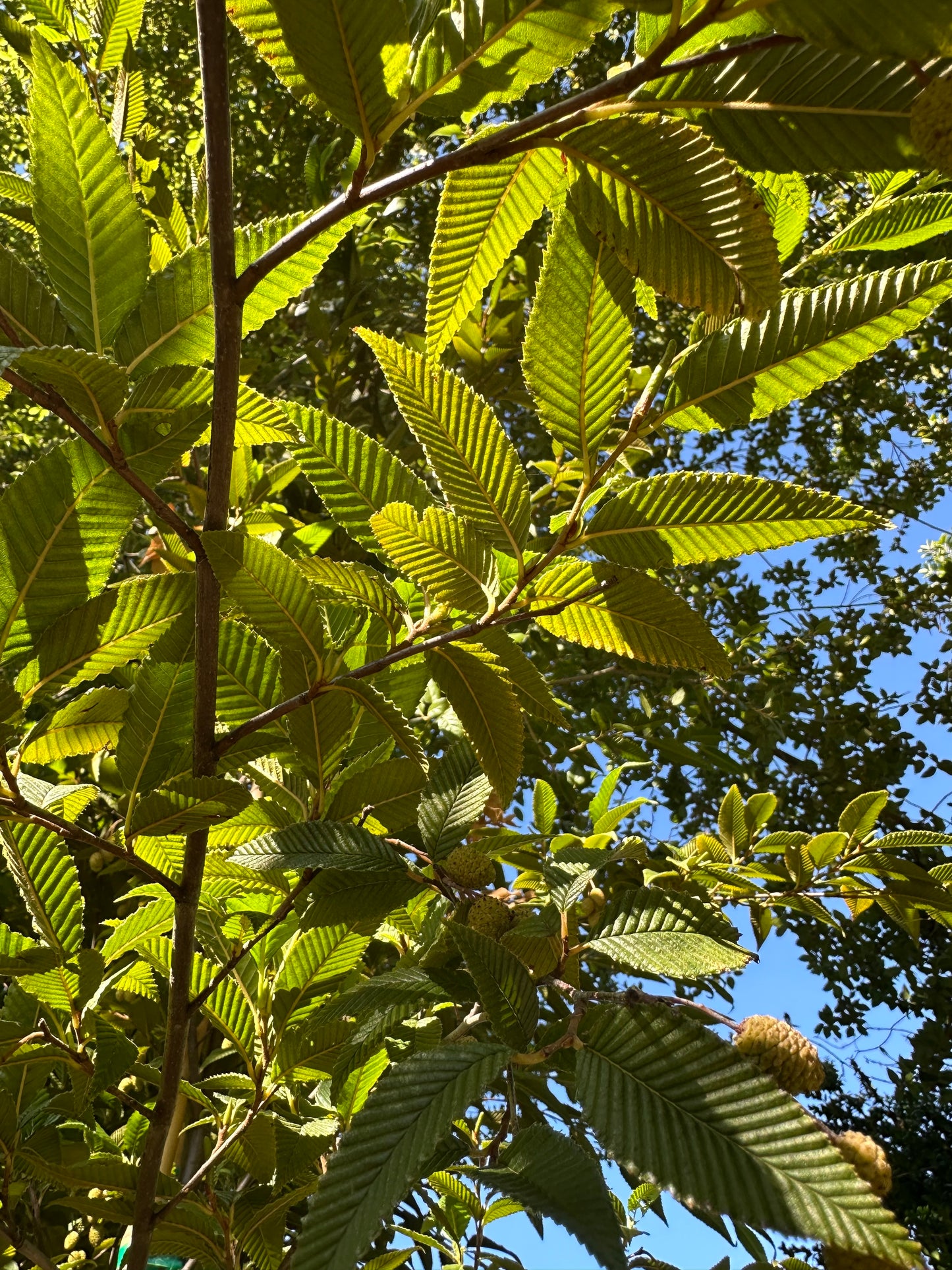 *RETAIL - Alnus firma