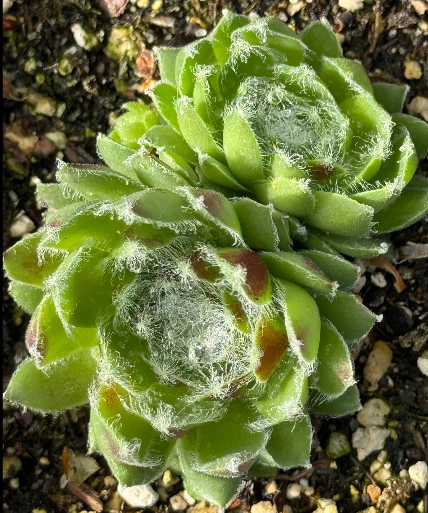 Sempervivum 'Ponderosa'