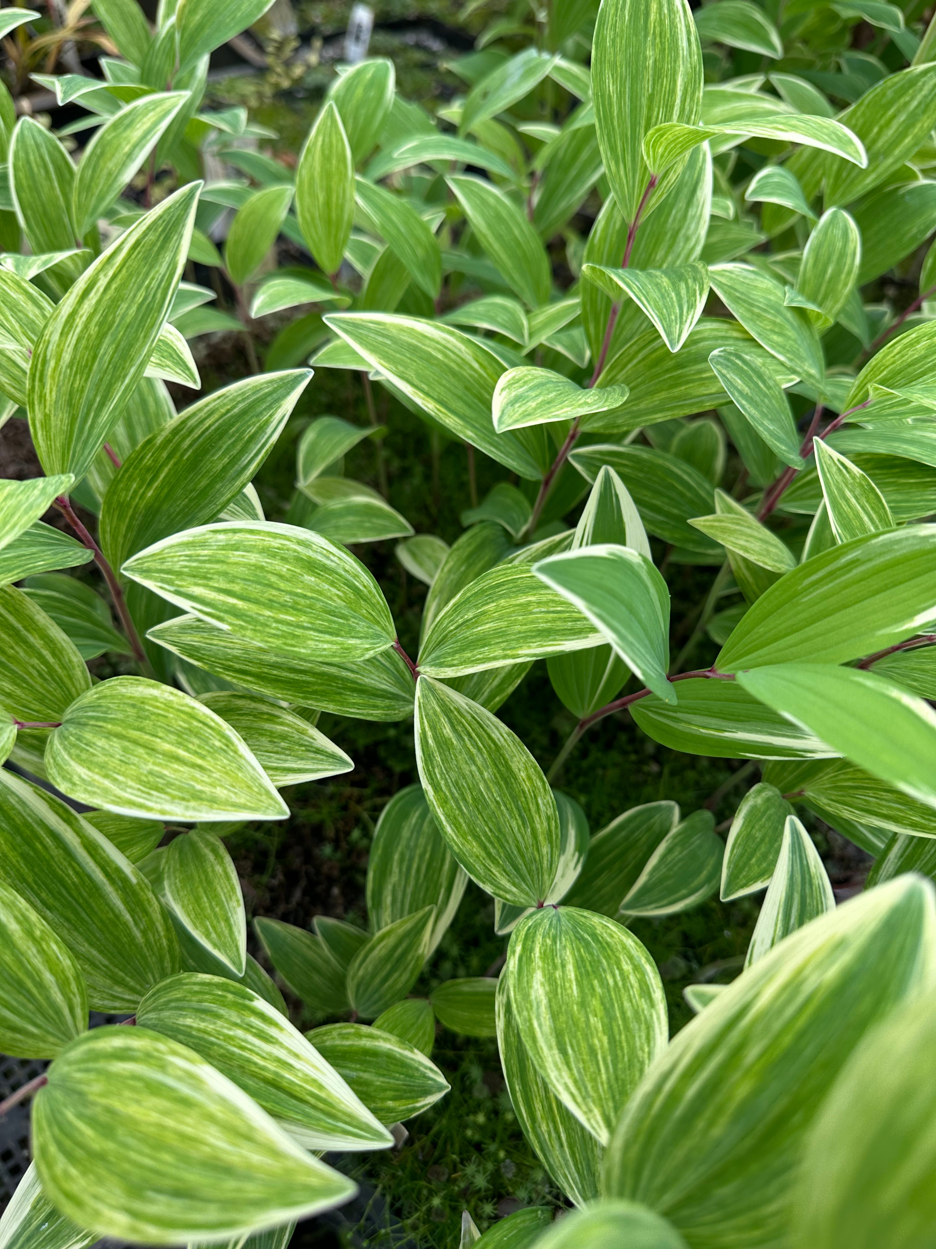 solomon plant succulent Polygonatum odoratum 'Fireworks' – Cistus Nursery