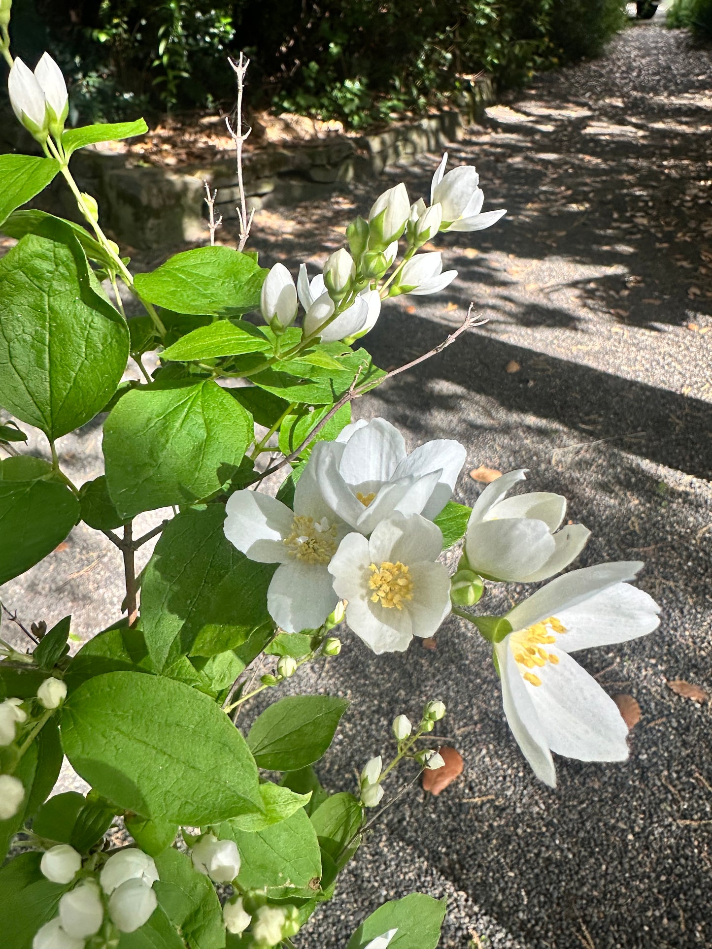 *RETAIL - Philadelphus lewisii 'Goose Creek'