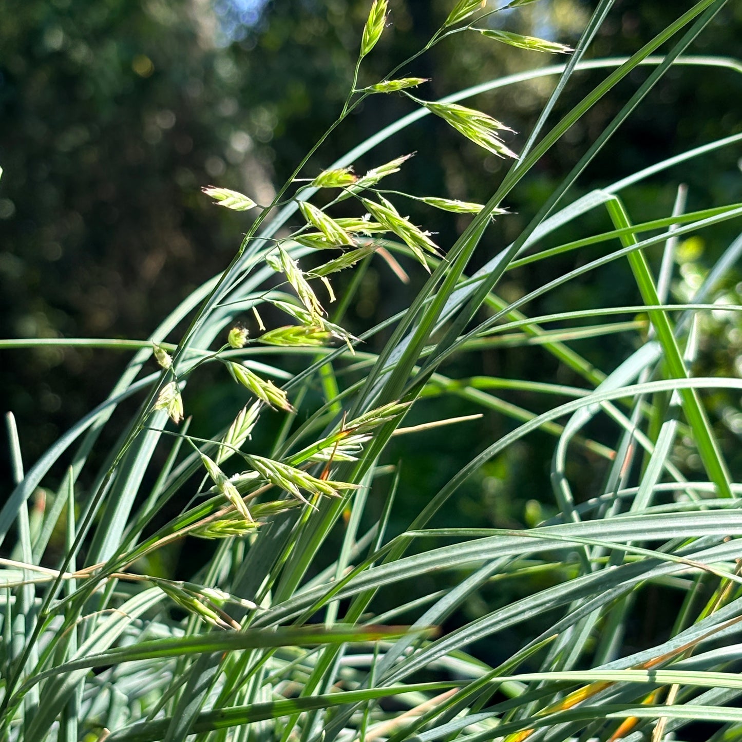 Festuca californica