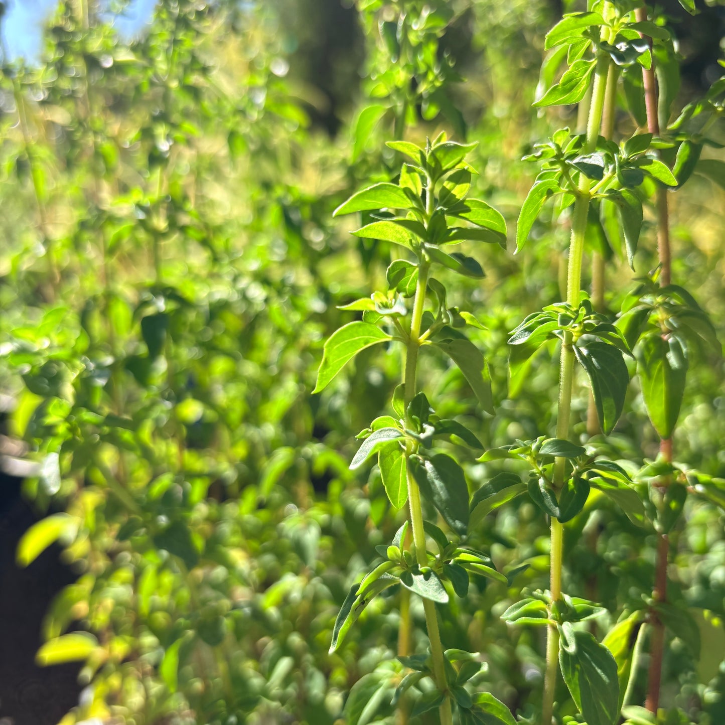 *RETAIL - Origanum vulgare ssp. gracile