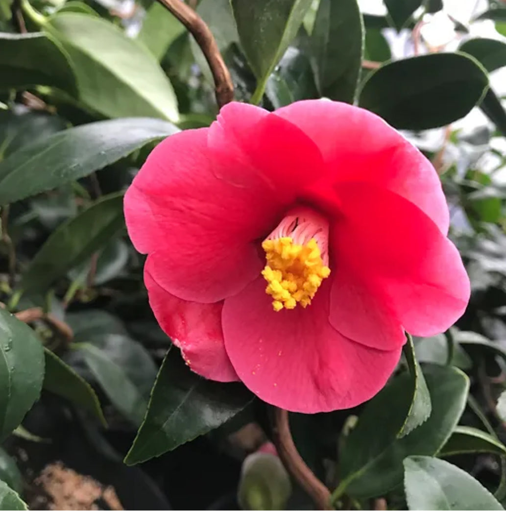 camellia japonica flower *RETAIL