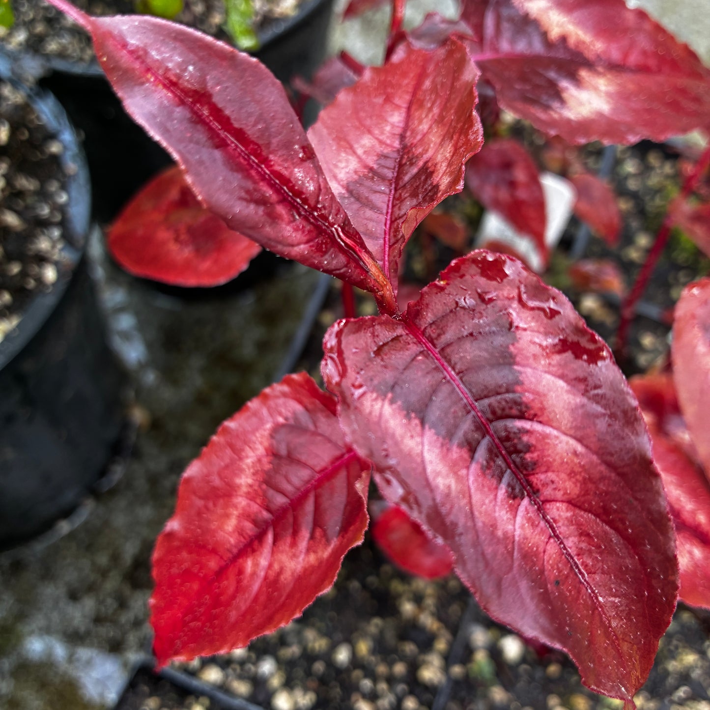*RETAIL - Persicaria microcephala 'Red Dragon'