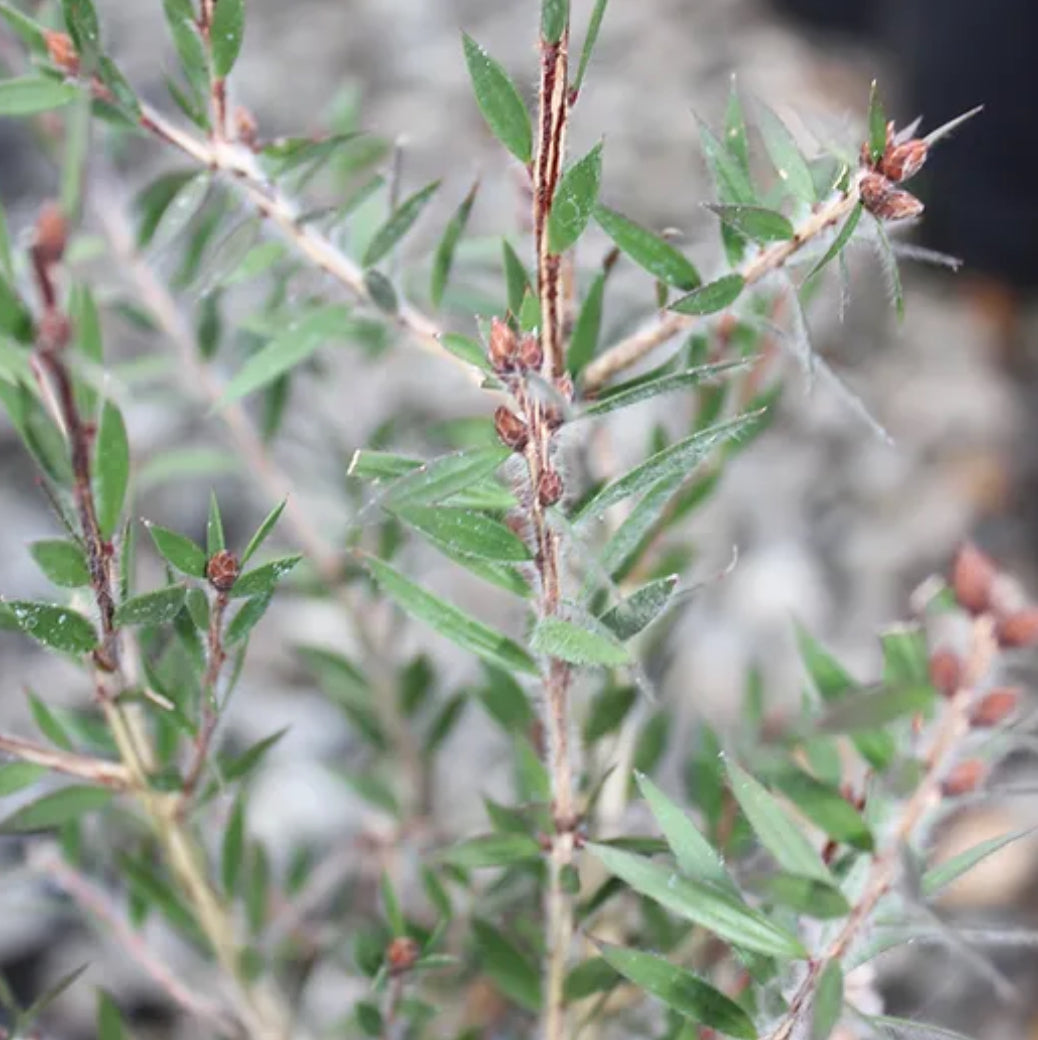 *RETAIL - Callistemon viridiflorus