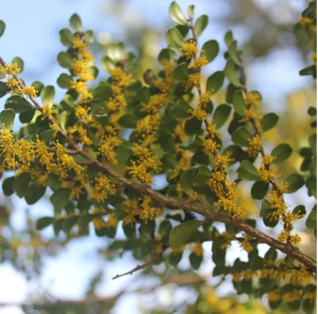Azara microphylla