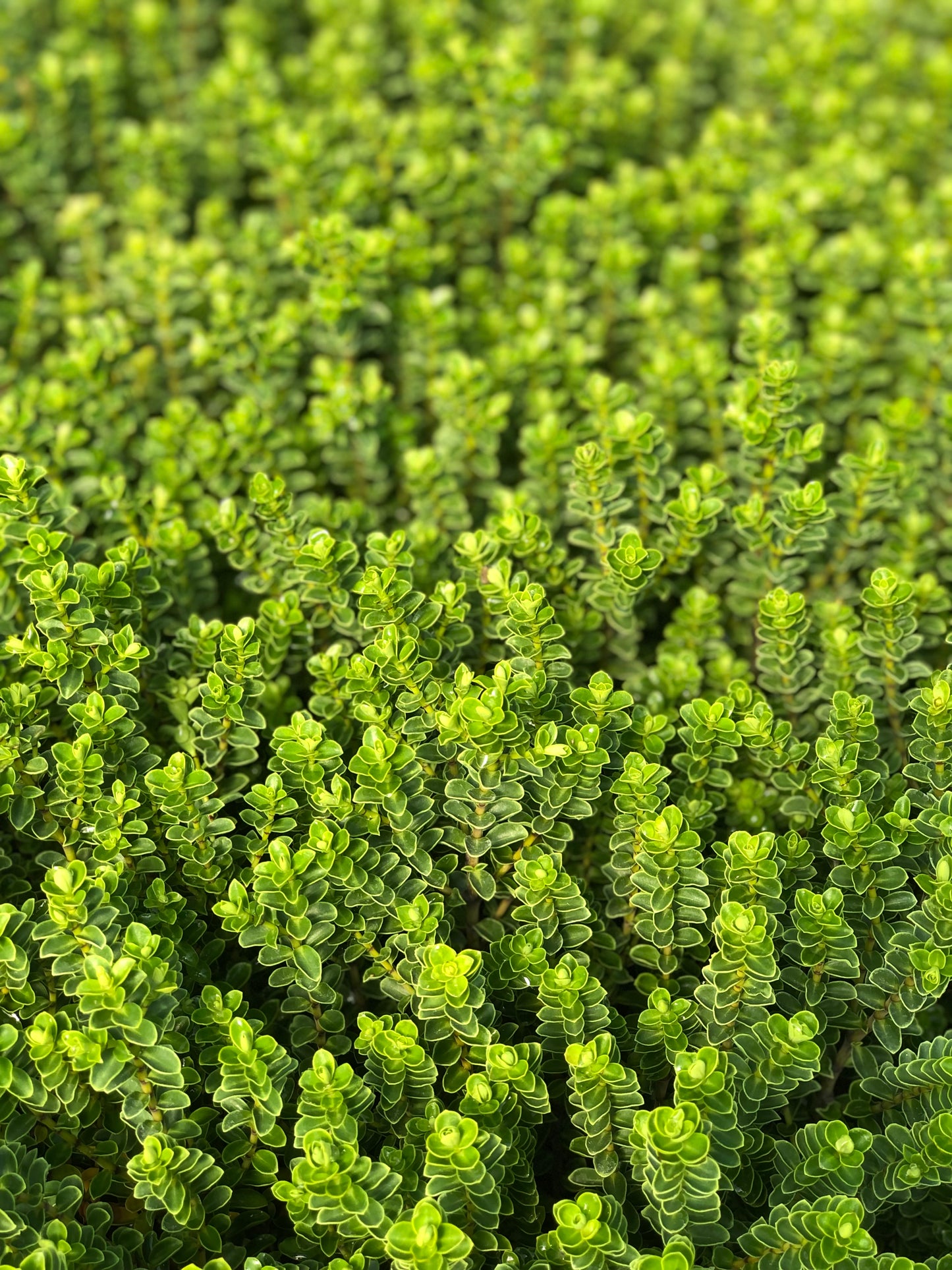 Hebe venustula 'Sky Blue'