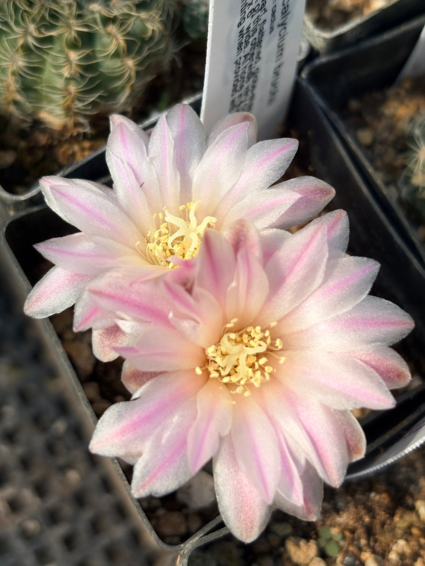 *RETAIL - Gymnocalycium bruchii