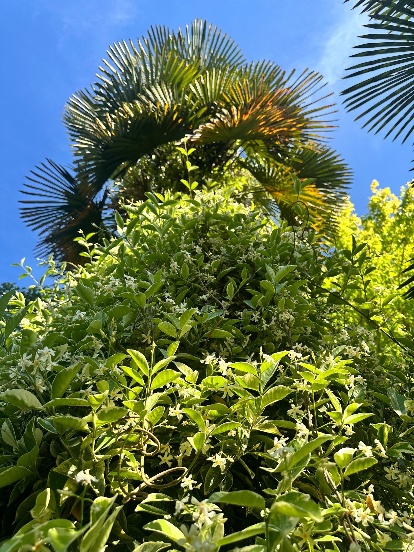 Trachelospermum jasminoides 'Variegatum'