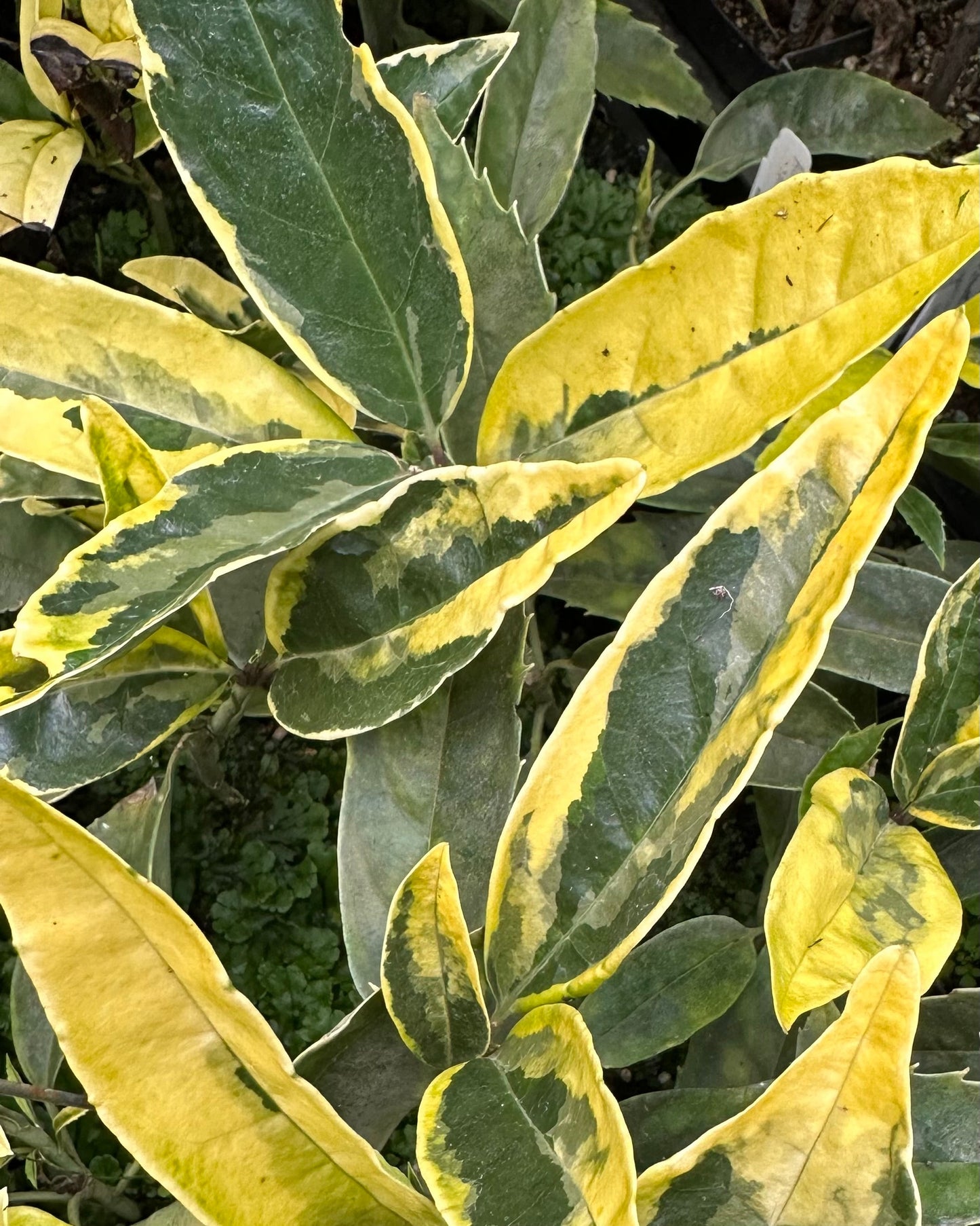 *RETAIL - Aucuba japonica 'Moonbright'