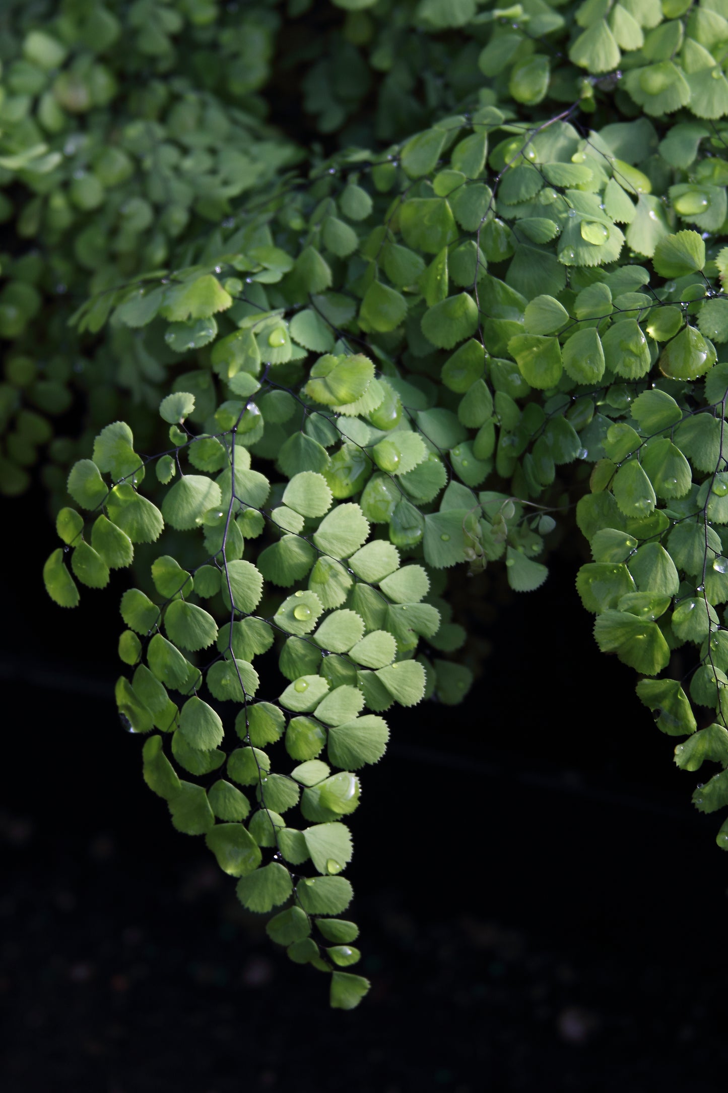 Adiantum venustum