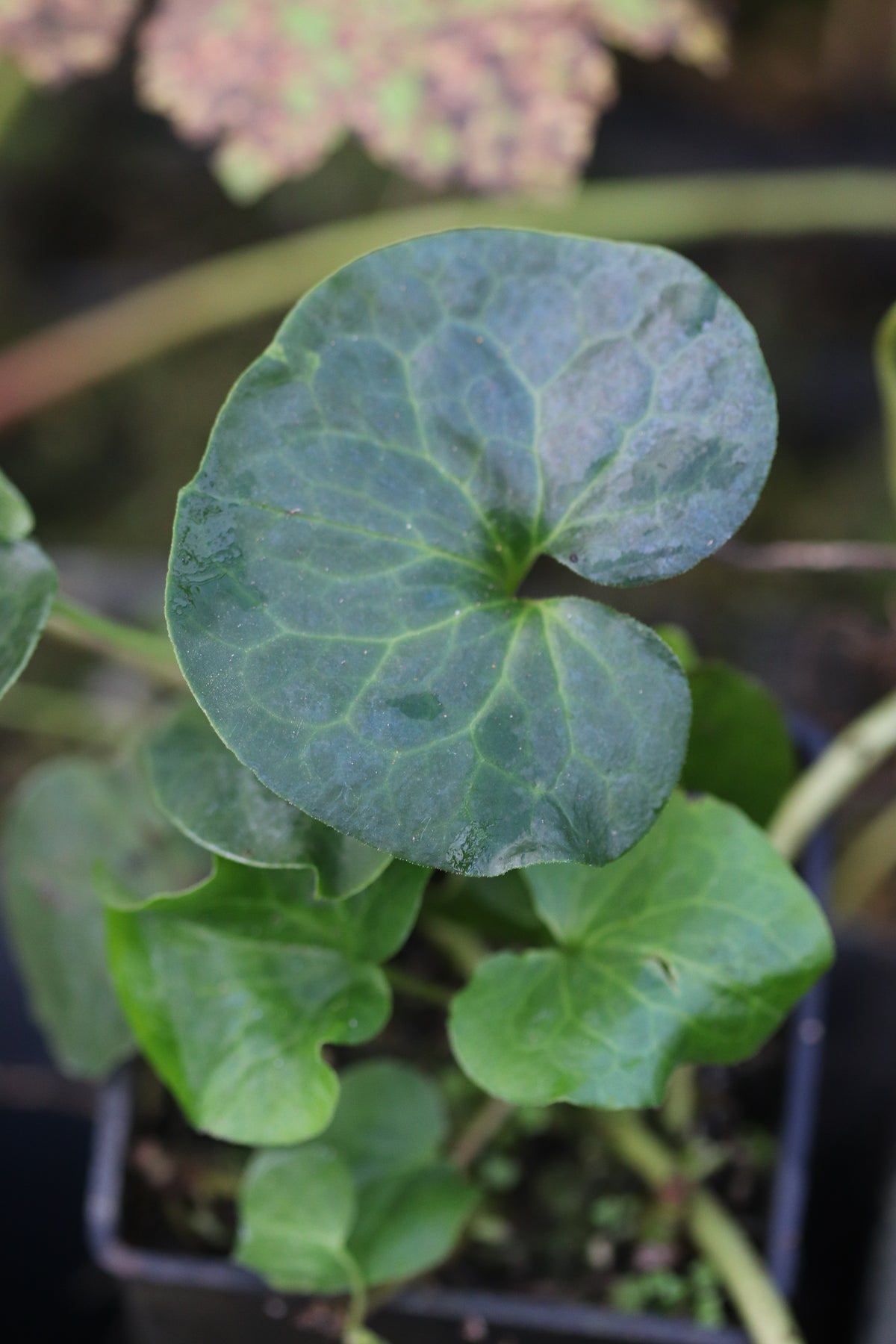 Asarum caudatum 'Cistus Giant'