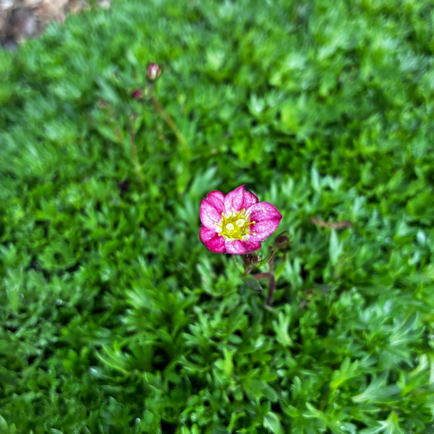 *RETAIL - Saxifraga arendsii 'Purple Robe'