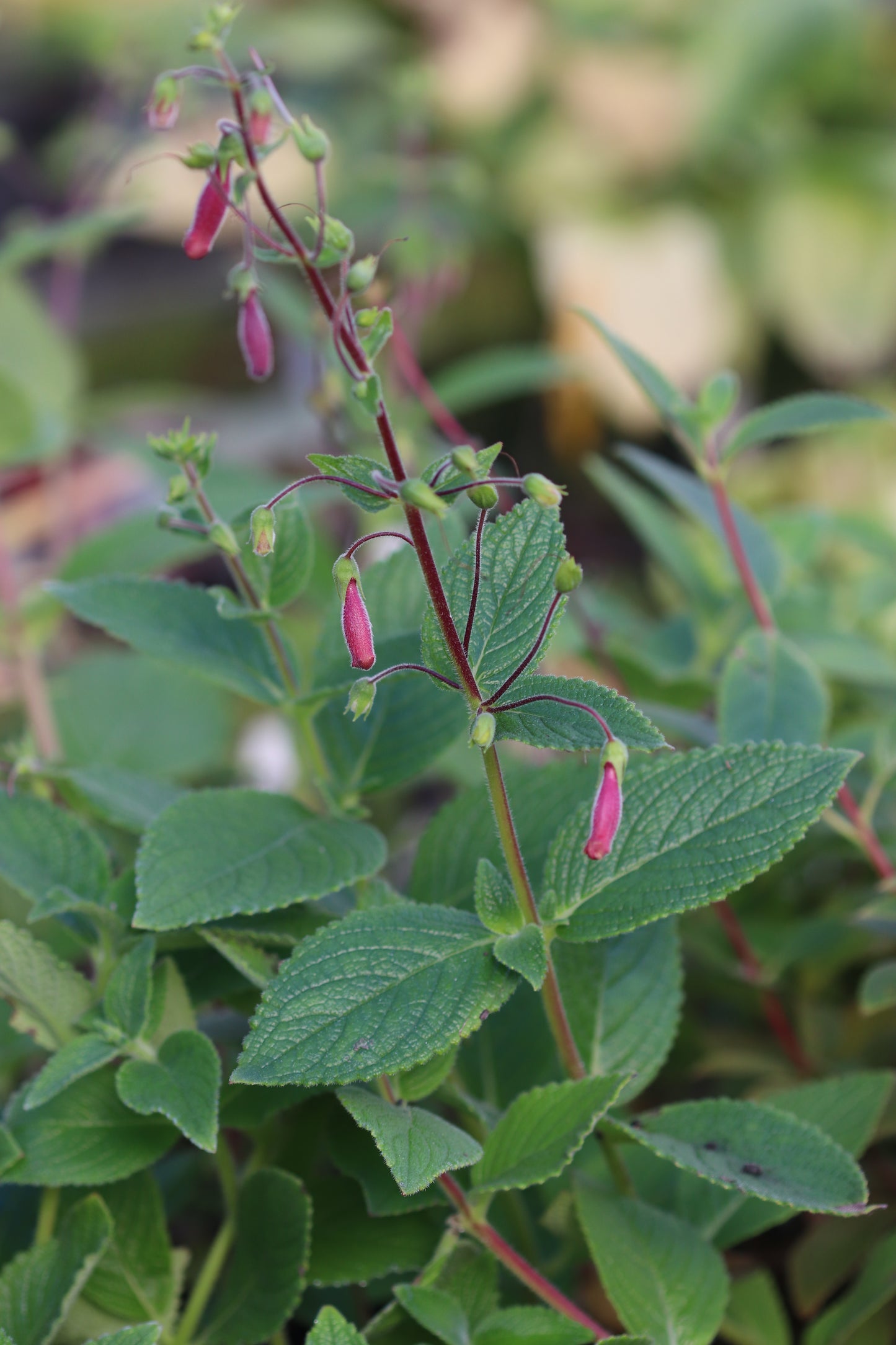 Sinningia 'Cherries Jubilee'