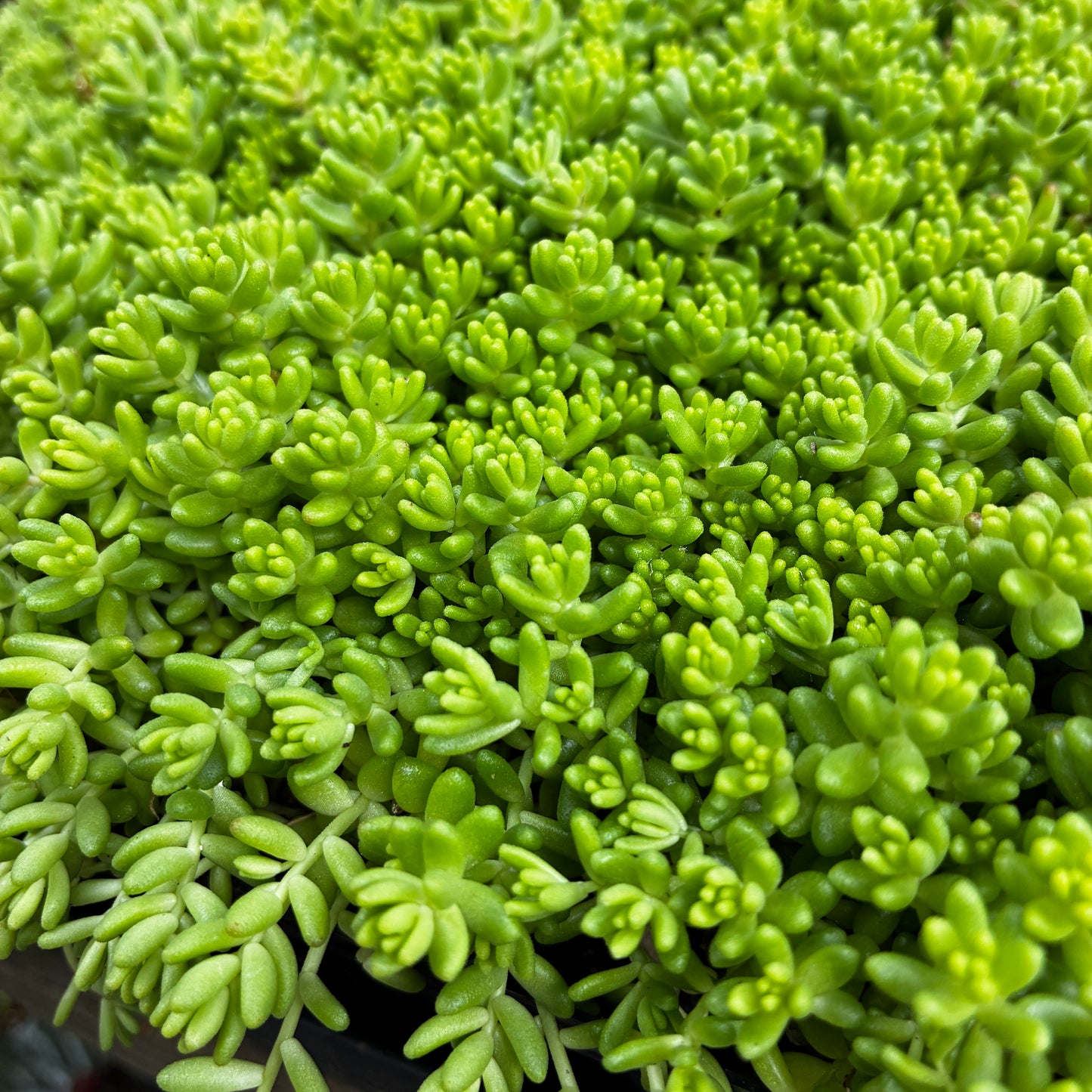 *RETAIL - Sedum album ‘Coral Carpet’