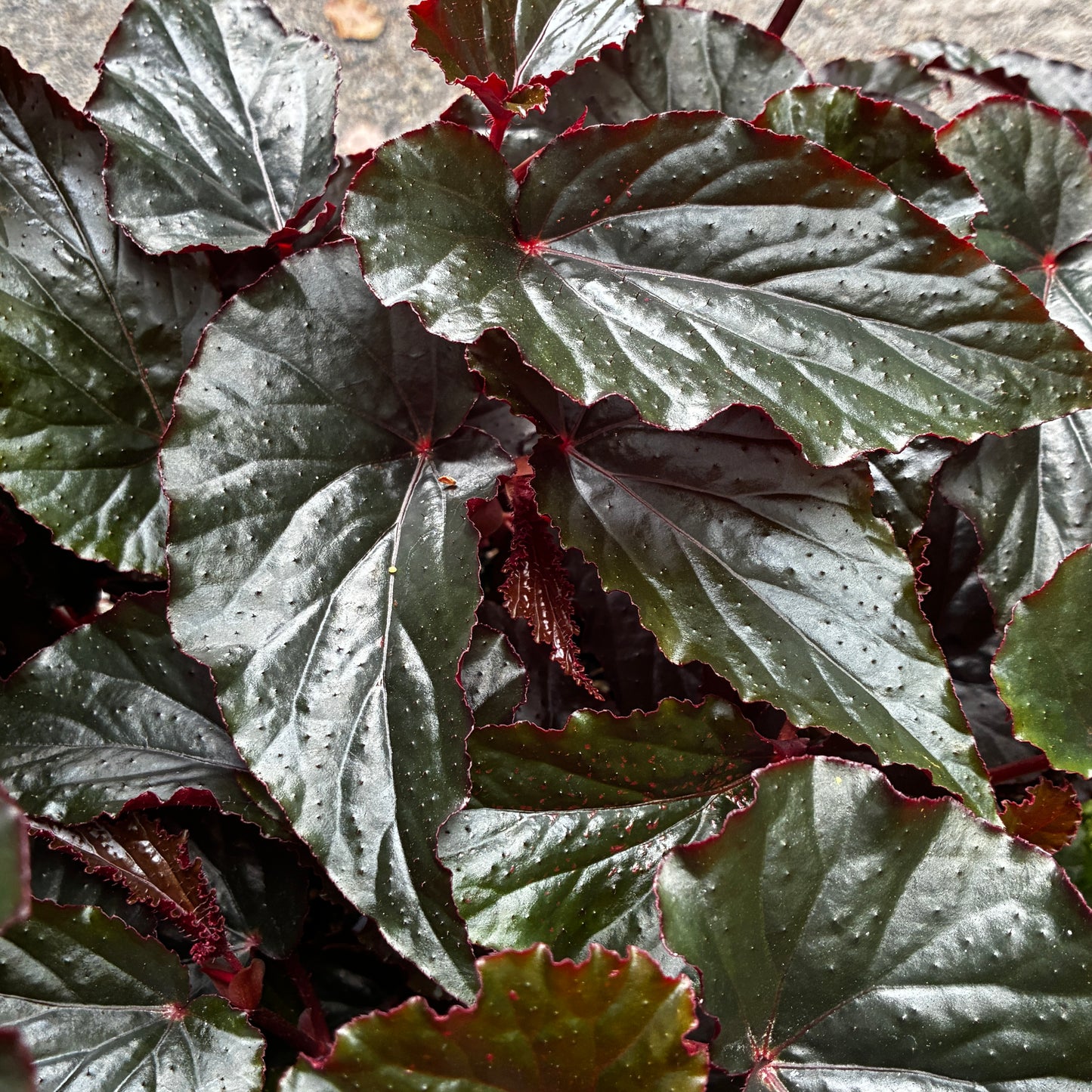 *RETAIL - Begonia 'Black Magic'