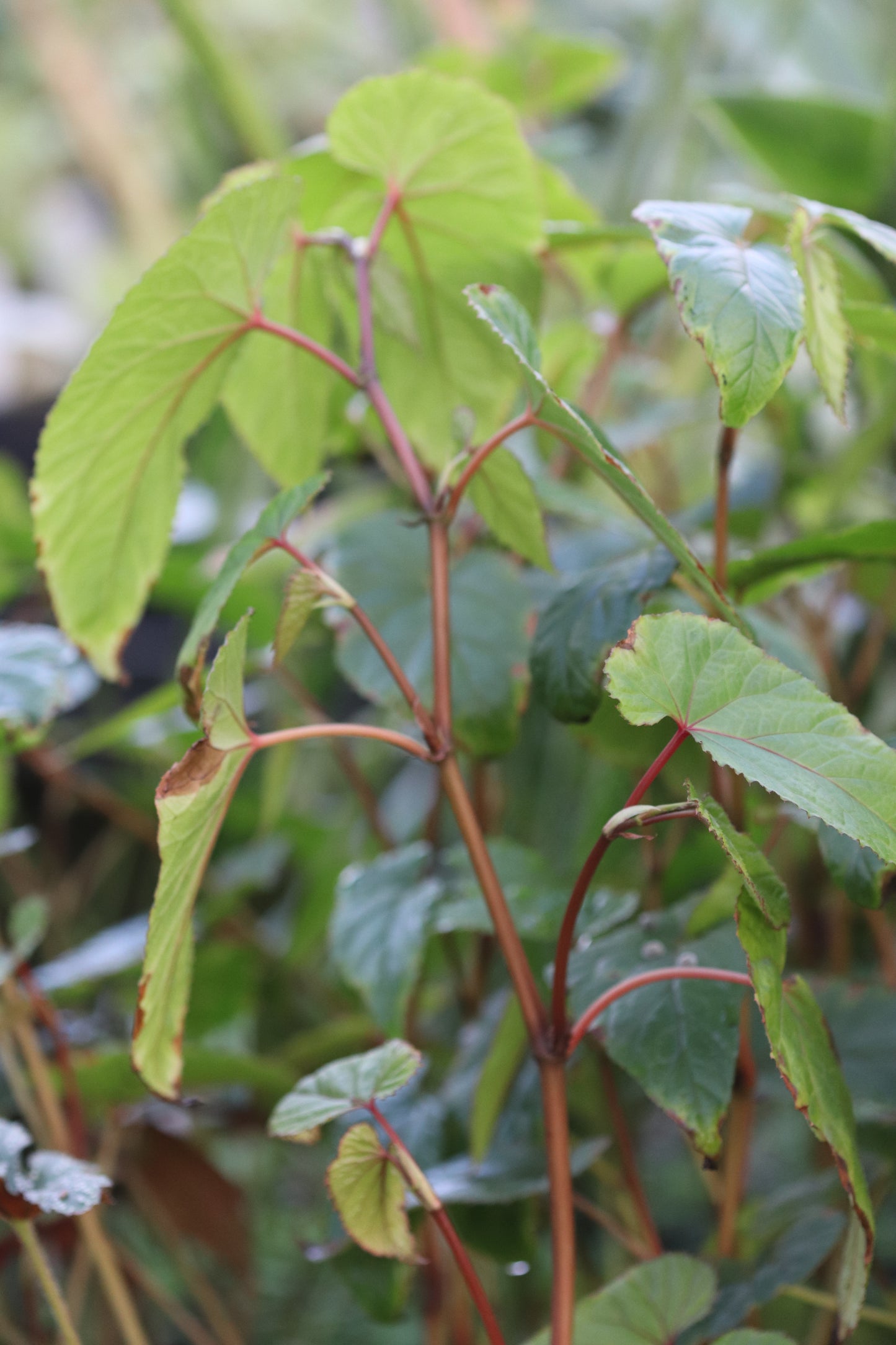 Begonia longifolia AIVT 213