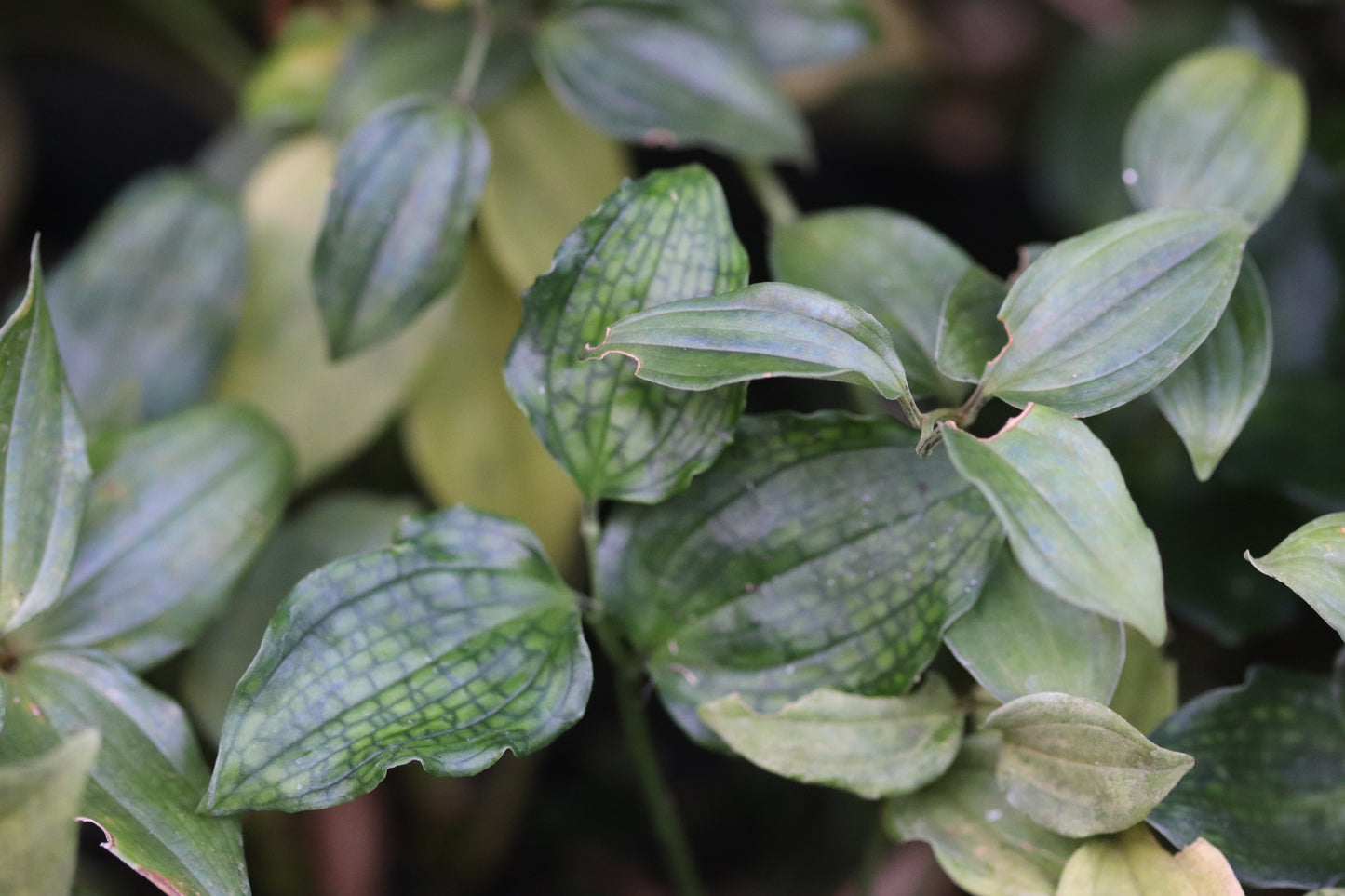 Disporopsis jinfushanensis