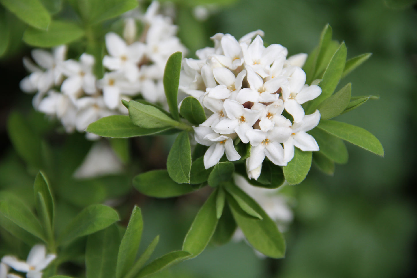 *RETAIL - Daphne x transatlantica 'Alba Everblooming'